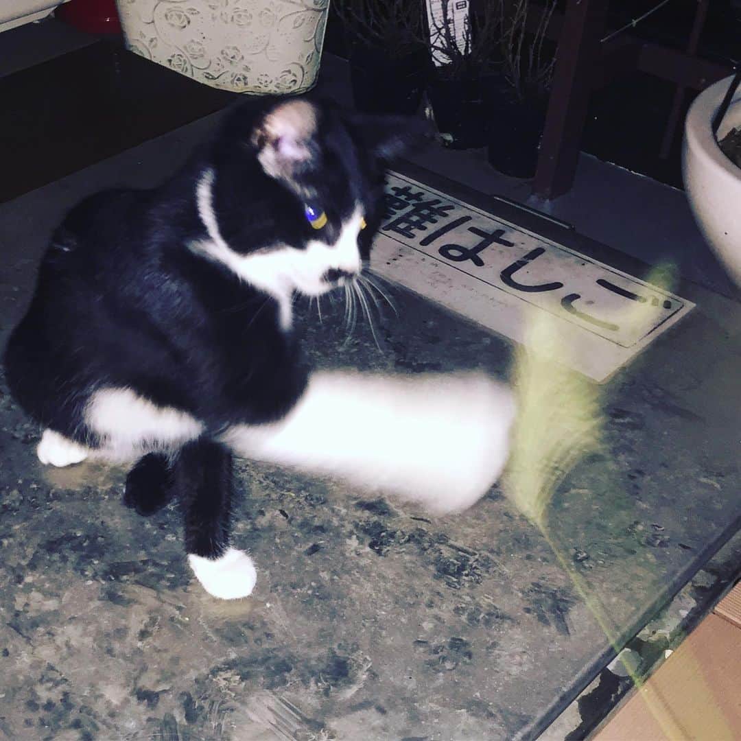 ふかしのインスタグラム：「#猫パンチ」