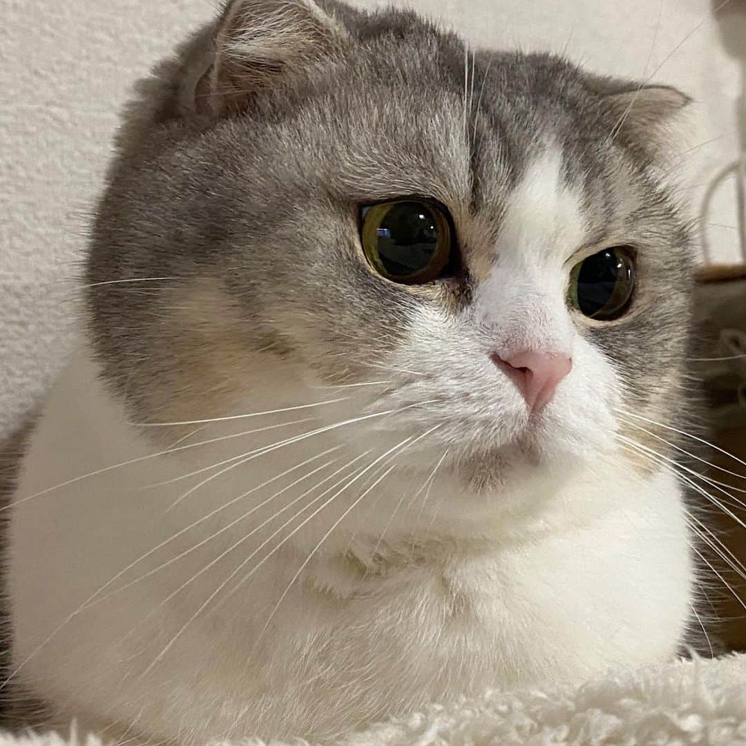 *eri*のインスタグラム：「こんばんは｡･*･:♪﻿ ﻿ ﻿ 毛布が気持ち良くて﻿ フリーズ中ww😸💖﻿ ﻿ ﻿ ﻿ 2020.12.11 #猫 #ねこ #スコティッシュフォールド #ネコ #ねこ部 #にゃんこ #スコティッシュ#ニャンコ#ペット#スコ#猫部#cat #Scottishfold」