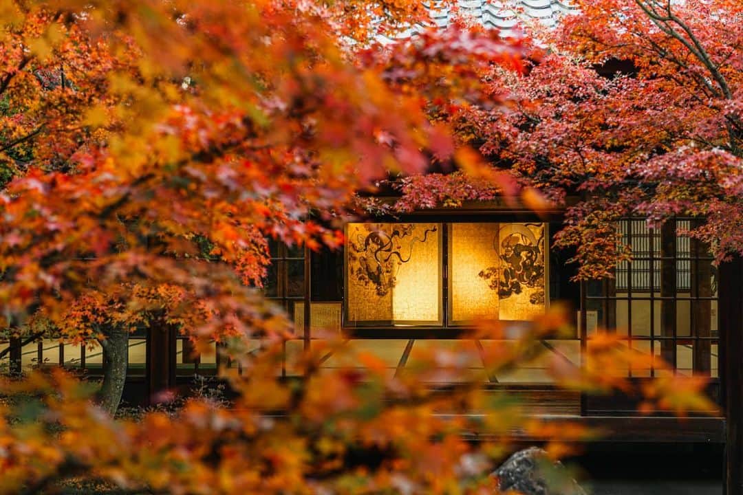 京都いいとこフォトさんのインスタグラム写真 - (京都いいとこフォトInstagram)「. 建仁寺 潮音庭の紅葉越しに見る風神雷神図屏風。 鮮やかに色づいた紅葉に、風神と雷神も心なしか嬉々たる様子に見えました。 . Kenninji temple. Wind god thunder god figure folding screen seen through the autumnal leaves of Chouontei Garden. The brightly colored autumn leaves made the wind god and raijin look happy. . . Date : 2020.12.11 Location :#建仁寺 #Kenninji Photo : @hino0117 . 建仁寺公式アカウント @spirit_of_kenninji も是非ご覧下さい。 .」12月11日 19時31分 - kyoto_iitoko