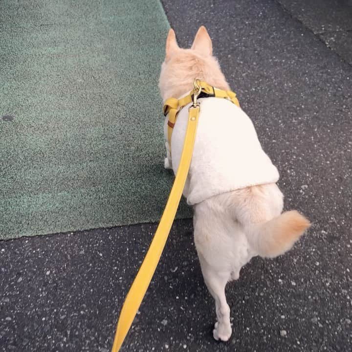 パンといっぴきのインスタグラム：「#元保護犬 #雑種犬 #crossbreed #mixdog #キップル14歳 #散歩」