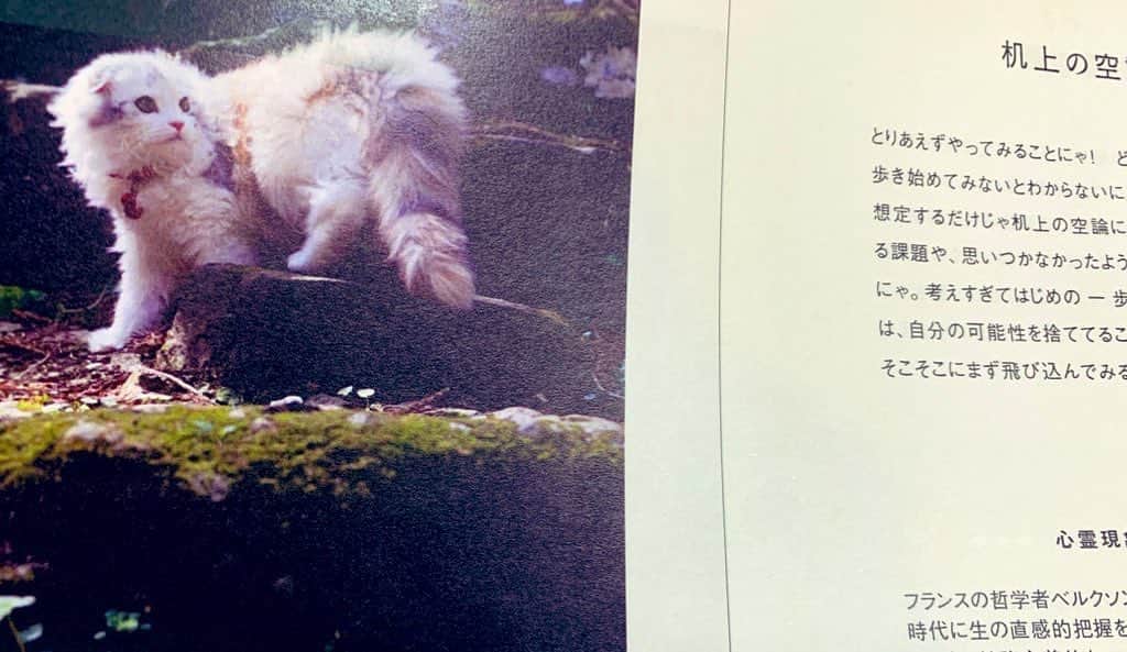 原田まりるさんのインスタグラム写真 - (原田まりるInstagram)「まもなく新刊が出る予定です！ 中身は写真の通り、癒しに溢れた哲学入門書になります。  猫って探求と思惟を繰り返す生き物に見えます。 我が家のもふもふたちも猫写真家さんに撮影していただきました☺️ また詳細は追ってお知らせします！ #ねこすたぐらむ #catsofinstagram  #catlife」12月11日 19時37分 - harada_mariru