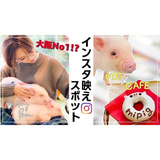 のインスタグラム：「#YouTube 配信しました🐷🌿 ブーブー。ブーブーブー。 めっっっちゃくちゃ癒されますよ。 ❤️ #インスタ映え#癒し動画#マイクロブタ#マイクロブタカフェ#ミニブタ#動物#癒し#豚#映え#話題#話題のスポット#大阪#pig#cafe#pigcafe」