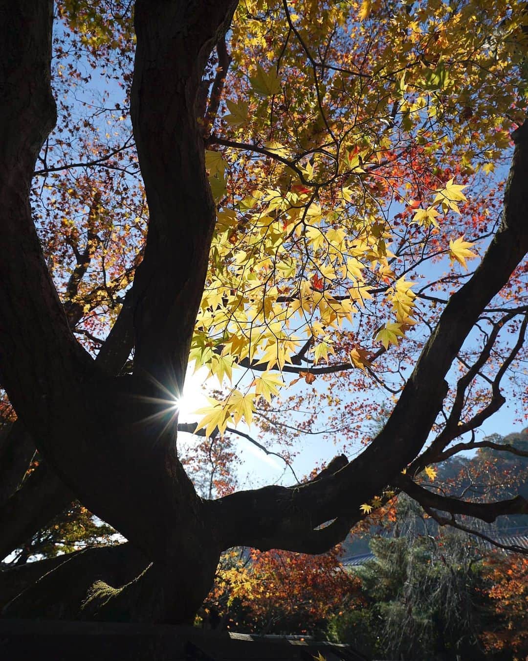 masayaさんのインスタグラム写真 - (masayaInstagram)「End of autumn」12月11日 20時20分 - moonlightice