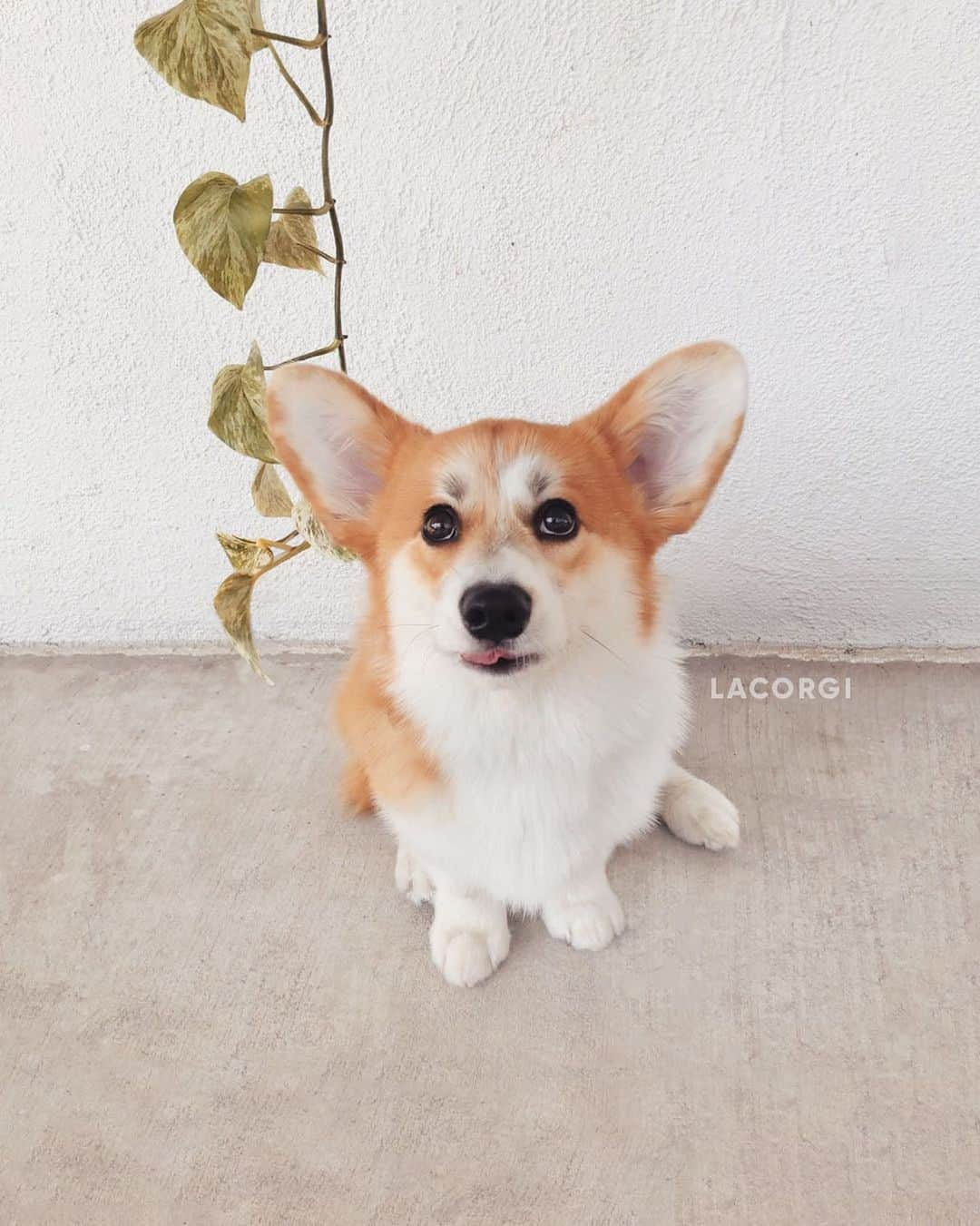 Geordi La Corgiさんのインスタグラム写真 - (Geordi La CorgiInstagram)「2020 has really sucked in so many ways, but adding this crazy puppy to our family has been a bright spot (although Geordi may not agree).」12月11日 11時50分 - lacorgi