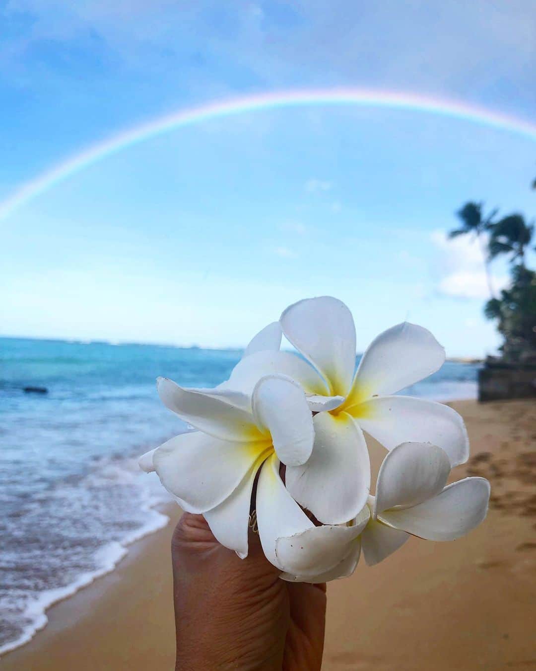 shihoさんのインスタグラム写真 - (shihoInstagram)「🌈🤍🌈🤍🌈 ・ 早朝お散歩中に見えたレインボー。 虹は幸運の象徴。 Hawaiiではたくさんレインボーが見れるけど 何度見ても〝わぁぁーー♡” って はっぴーな気分になれるよね🥰♥️ ・ すぐに変化してしまうから 落ちていたプルメリアと急いで撮った1枚。 もう少し綺麗にプルメリアちゃん 持てばよかった。笑 ・ 皆さまはっぴーな週末を♡ Have a happy weekend! ・ #hawaii#islandofoahu#oahu#ハワイ#trip #オアフ島#travel#loco_hawaii#travel_jp #funtorip#タビジョ#旅MUSE#genic_travel #genic_mag#たびねす#旅行#genic_hawaii #waikikibeach#honolulu#ワイキキビーチ #beach#rainbow#pulumeria#oahuhawaii #tabijyomap_hawaii#lealeahawaii#2020」12月11日 12時10分 - shiho.ga8