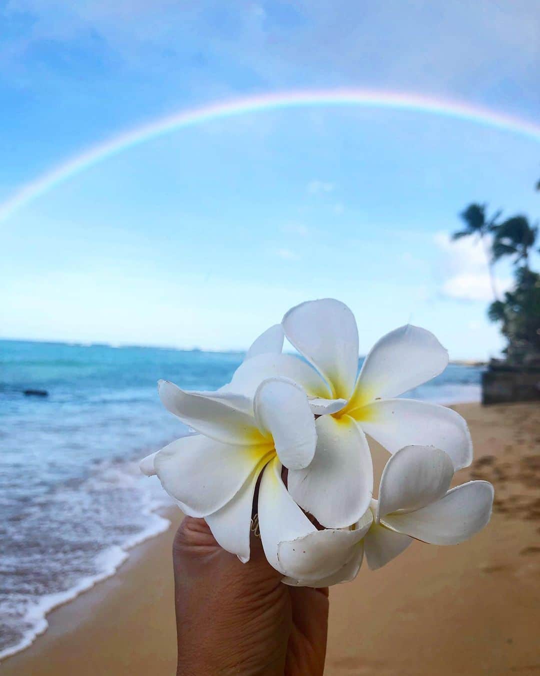 shihoのインスタグラム：「🌈🤍🌈🤍🌈 ・ 早朝お散歩中に見えたレインボー。 虹は幸運の象徴。 Hawaiiではたくさんレインボーが見れるけど 何度見ても〝わぁぁーー♡” って はっぴーな気分になれるよね🥰♥️ ・ すぐに変化してしまうから 落ちていたプルメリアと急いで撮った1枚。 もう少し綺麗にプルメリアちゃん 持てばよかった。笑 ・ 皆さまはっぴーな週末を♡ Have a happy weekend! ・ #hawaii#islandofoahu#oahu#ハワイ#trip #オアフ島#travel#loco_hawaii#travel_jp #funtorip#タビジョ#旅MUSE#genic_travel #genic_mag#たびねす#旅行#genic_hawaii #waikikibeach#honolulu#ワイキキビーチ #beach#rainbow#pulumeria#oahuhawaii #tabijyomap_hawaii#lealeahawaii#2020」