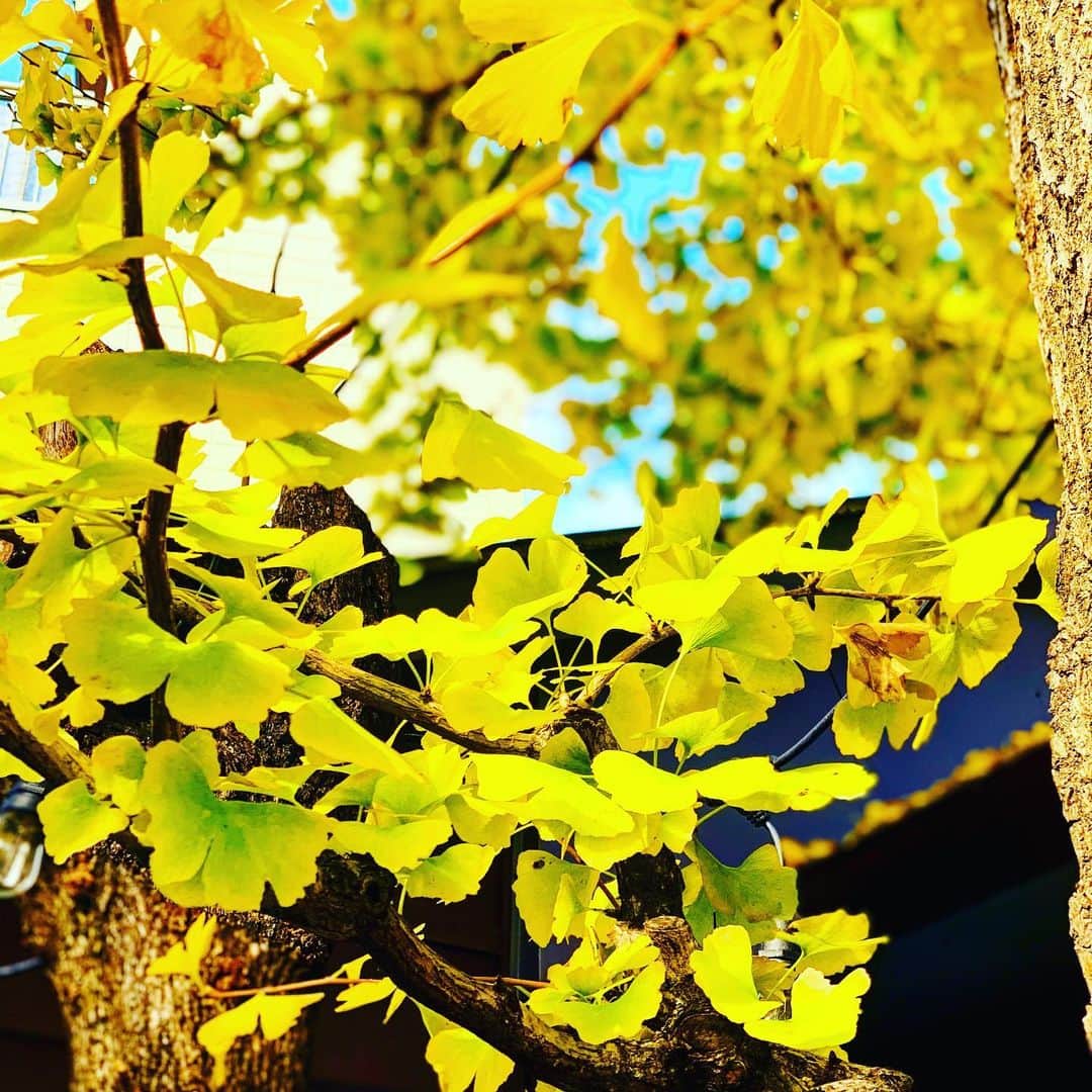 飯田圭織さんのインスタグラム写真 - (飯田圭織Instagram)「カラフルないちょうの葉。 急いで歩いていたけれど、少し足を止めて季節を楽しんで少しリラックス✨ 心が和む。 #いちょう #季節を楽しむ  #忙しい気持ち 少し忘れて」12月11日 12時33分 - iidakaori.official