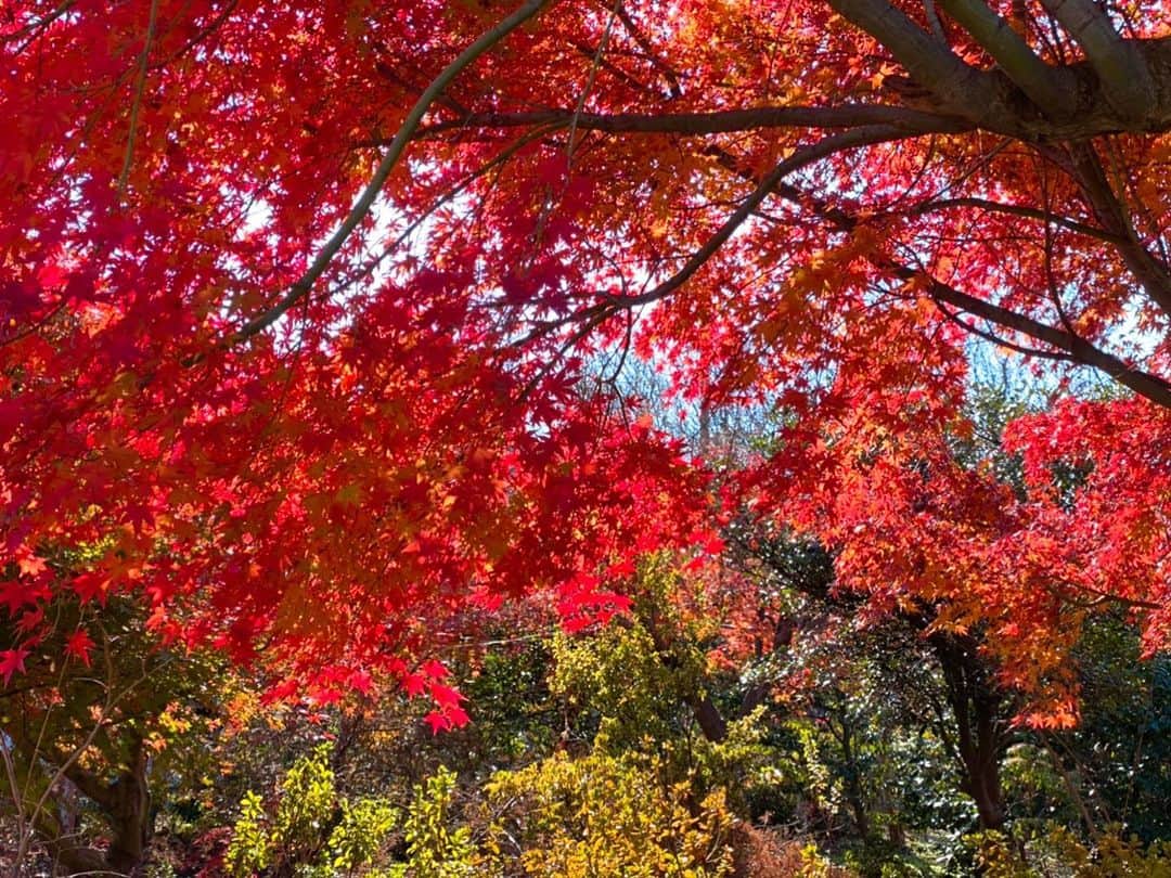 木山裕策さんのインスタグラム写真 - (木山裕策Instagram)「今年は紅葉がまだまだ楽しめますね。もう12月なのにこんなに美しい🍁🍁🍁」12月11日 12時42分 - kiyamayusaku