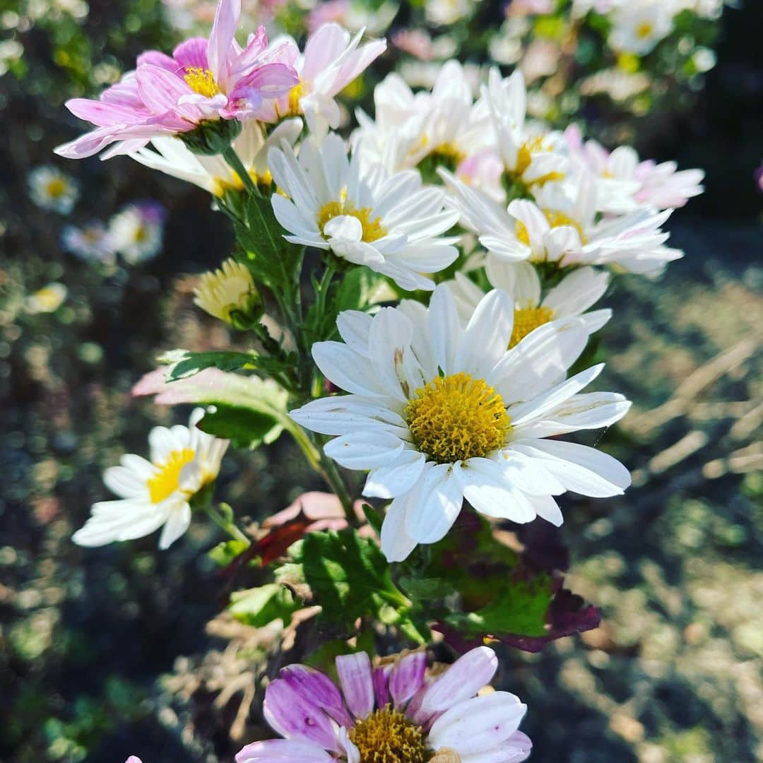 平山智加さんのインスタグラム写真 - (平山智加Instagram)「・ ・ お花って🌸癒されますね ・ ・ #こんなに寒いのに元気に咲いてる #花を見て元気をもらう #寒いから体調に気をつけて過ごしましょうね  #来週からは寒波来るみたい #寒さ対策を忘れずに  #良い週末になりますように #金曜日乗り切って #平山智加 #ボートレース」12月11日 12時36分 - chika_hirayama