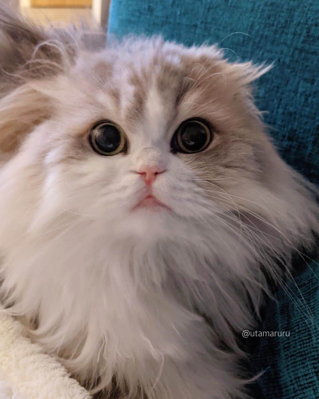 詩丸のインスタグラム：「皆さん、お久しぶりです😌❤️🐱 お元気でしたが？ 詩丸たちはみんな元気です🐈🐾 今日からまた投稿再開します✊✨ .  Long time no see!😢 How have you been? I'm back on Instagram😆📸✨ .  #ねこ #猫 #cat #cats #🐱 #🐈」