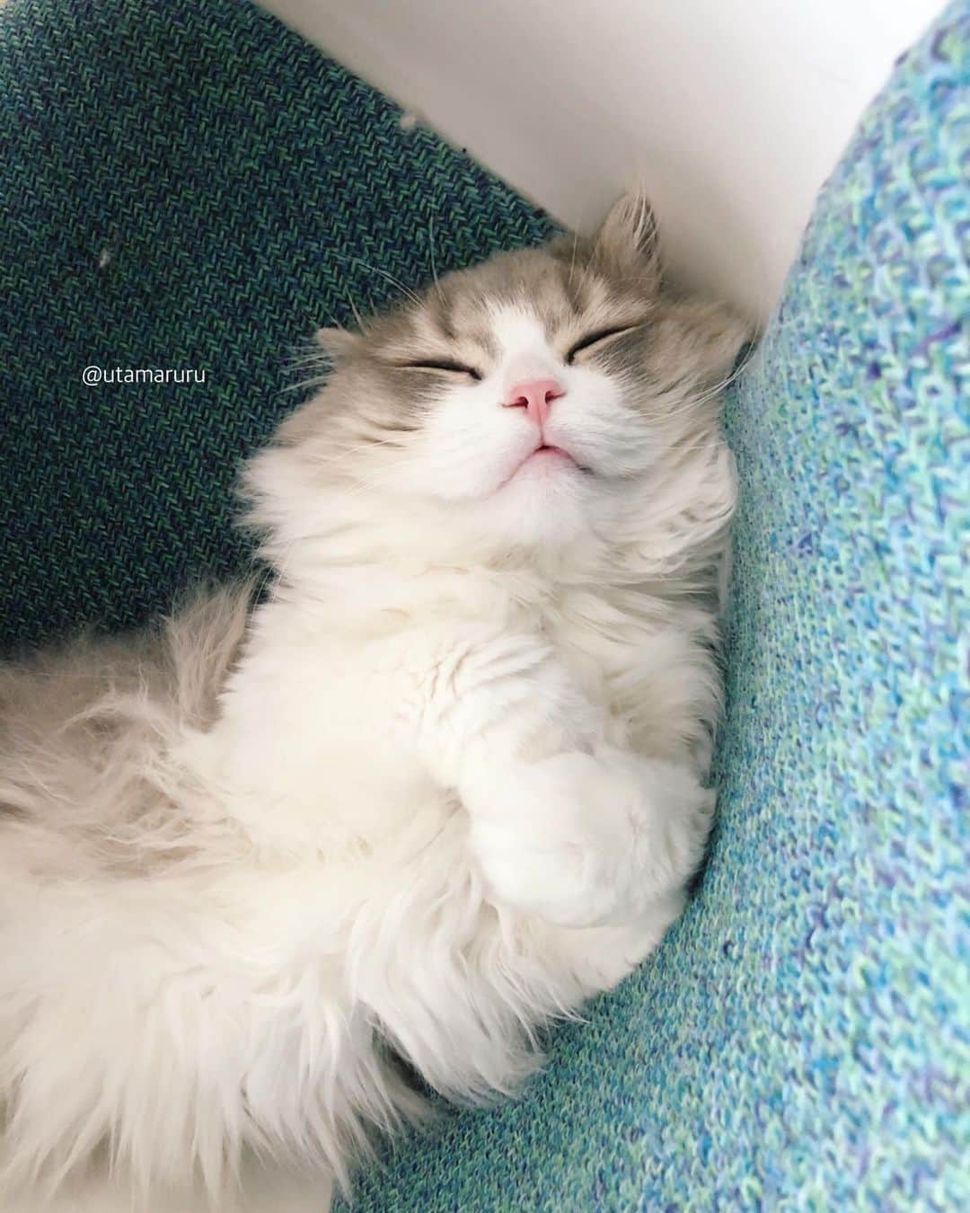 詩丸さんのインスタグラム写真 - (詩丸Instagram)「すやすや………☀️😪💤 お腹を出して、おててをクロスさせて… お昼寝中の獅子丸です🦁❤️ .  cozy nap time.. ☀️😪💤 Shishimaru🦁❤️ .  #お昼寝 #猫 #cat #fluffycat」12月11日 12時49分 - utamaruru