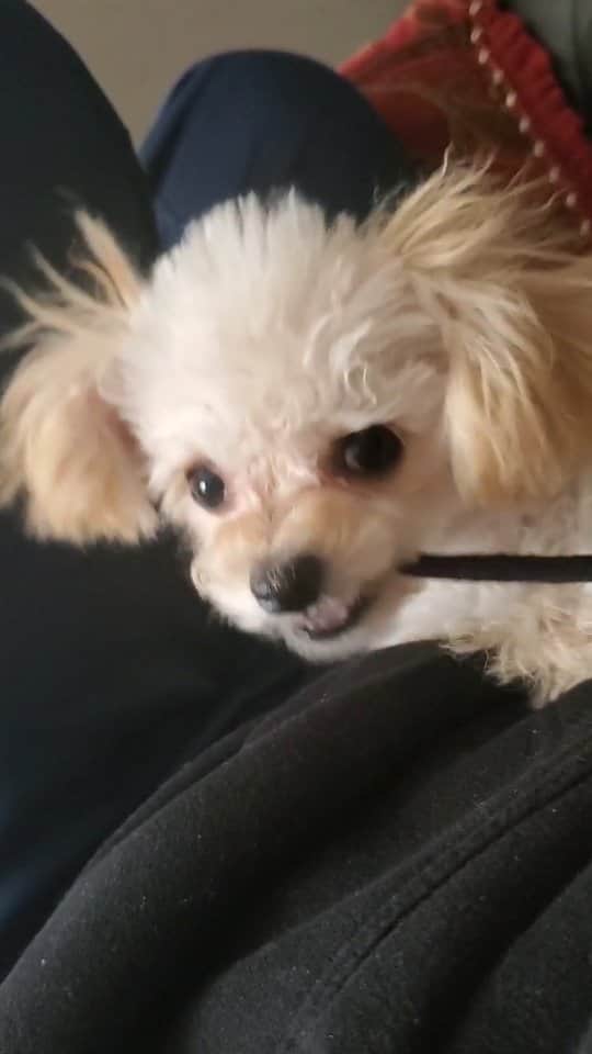 のインスタグラム：「とりあえず噛む！噛む！噛む！噛む！ #チワプー #犬のいる暮らし #犬バカ部 #ミックス犬 #ミックス犬同好会 #犬好きな人と繋がりたい #dogstagram #dog #doglover #愛犬との暮らし #愛犬 #相棒 #ハーフ犬mix犬 #ハーフ犬 #いぬのいる暮らし #いぬすきさんと繋がりたい🐶 #いぬ部 #チワプー同好会 #チワプー女の子 #チワプー友の会 #イヌスタグラム #chihuahua #toypoodle  #chihuapoo」