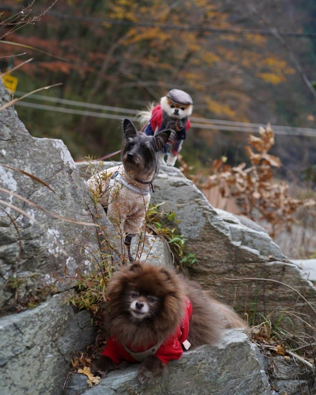 ポテチンさんのインスタグラム写真 - (ポテチンInstagram)「Hiking with my friends  4,9 photos by @poava777  4枚目、ブレーメンの音楽隊みたいですぢょね〜」12月11日 13時35分 - pom.potechin