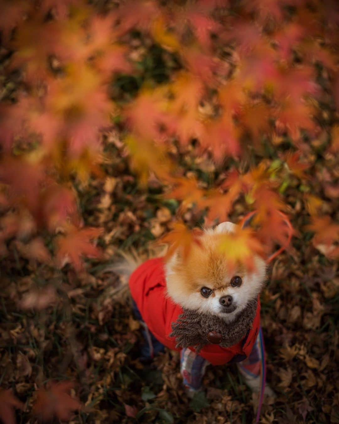 ポテチンさんのインスタグラム写真 - (ポテチンInstagram)「Hiking with my friends  4,9 photos by @poava777  4枚目、ブレーメンの音楽隊みたいですぢょね〜」12月11日 13時35分 - pom.potechin