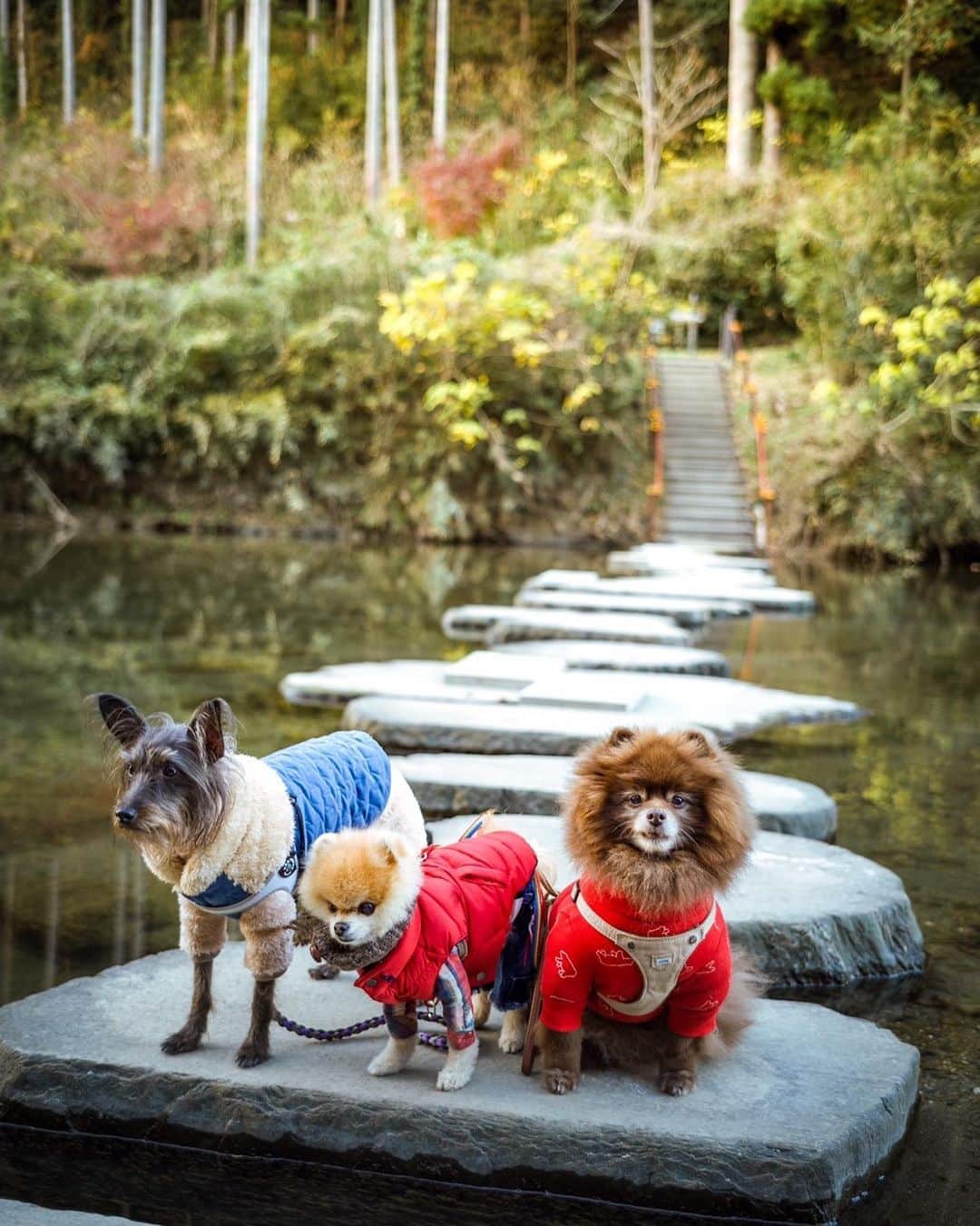 ポテチンのインスタグラム：「Hiking with my friends  4,9 photos by @poava777  4枚目、ブレーメンの音楽隊みたいですぢょね〜」