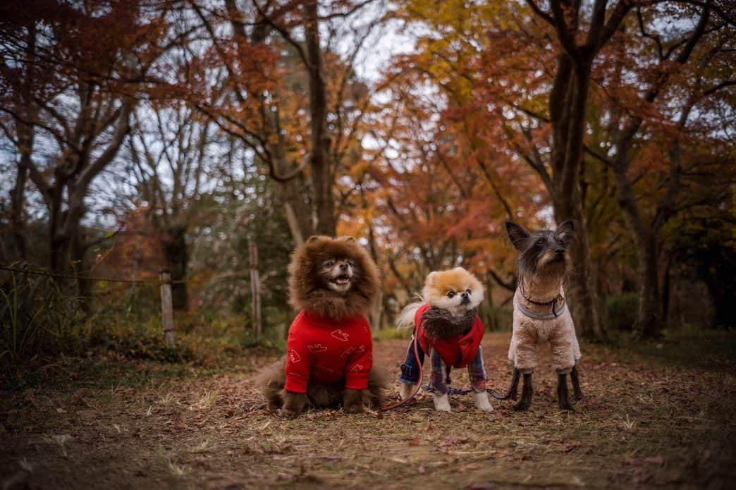 ポテチンさんのインスタグラム写真 - (ポテチンInstagram)「Hiking with my friends   12月3日は大好きな場所に大好きなお友達とハイキングに行って来ましたぢょ〜 紅葉にはギリギリ間に合いましたぢょ。  3,4 photos by @poava777  5,6 photos by @flat3.sevendials.kote」12月11日 13時29分 - pom.potechin