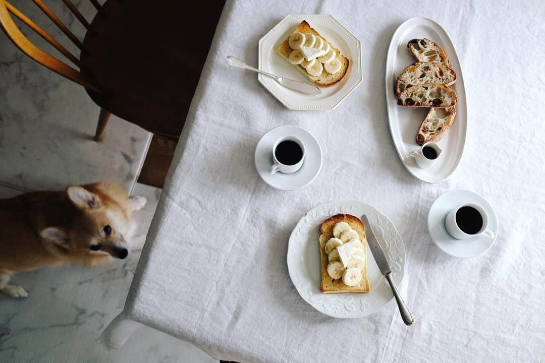 maggydaisyのインスタグラム：「_  breakfast   外は霧で真っ白だった今朝  毛布みたいなコートを買ったら 重くて重くて肩こり悪化、、、  #maggydaisymore20201211 #corgi  #コーギー #犬のいる暮らし #里親 #breakfast #朝ごはん #antiques #antique #石川隆児」
