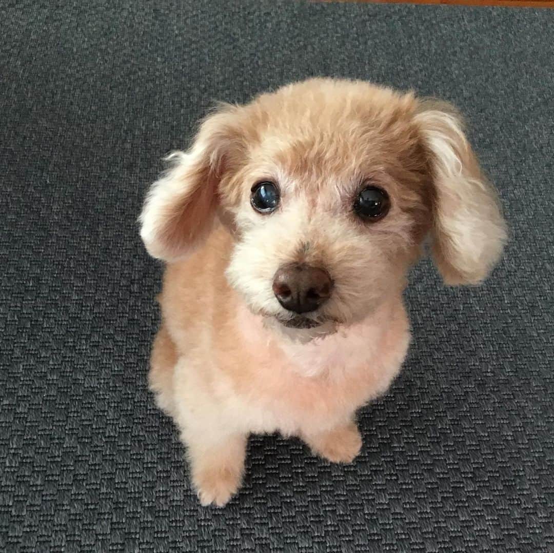 のインスタグラム：「朝と夕、毎日欠かさず愛犬のお散歩。 今朝も前からマスクをした中学1年生男子が2人。  すれ違いざまに聞こえた彼らの会話。 「なあ、マグニチュードと震度って一緒なん？」 「いやいや、マグニチュードって言うのはな・・・・」  思わずUターンしてその後の会話を聞きたい衝動に駆られたが、先を急ぐ愛犬に引っ張られそれは叶わなかった。  若い頃の探究心。純朴に可愛いものである。 朝日に向かって登校して行く2人の背中を眺めながら目を細めた。  ネットのワンクリックで全ての情報がすぐ手に入る現代。 それでも体温を感じられる言葉のピンポンは絶対になくしてはならない人の宝だと思った。  #ヒロ寺平 #ヒロT」