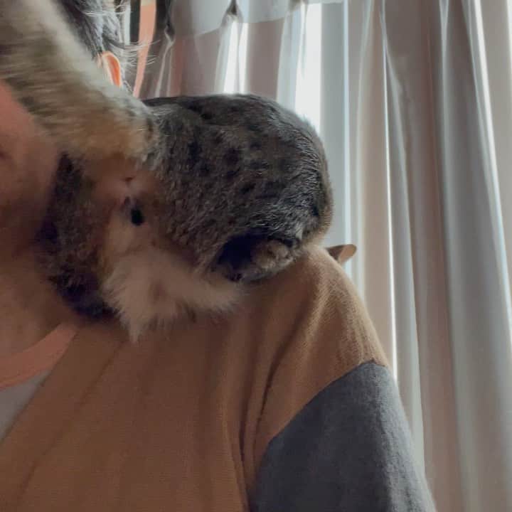 のインスタグラム：「肩乗りマメ。たいてい後ろ向きなので、シッポがビュンビュン顔に当たります。どうしたものか…😅  #マメ #オシキャット #溝口肇」