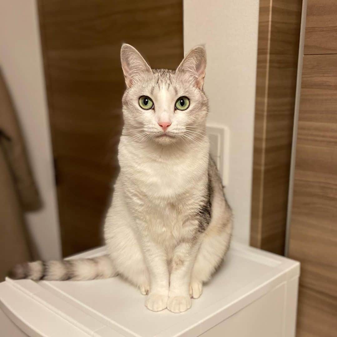 つるちゃんのインスタグラム：「真顔😐⇔ジトー😑 .  #猫 #ねこ #にゃんこ #美猫 #ねこ部 #ふわもこ部 #ねこすたぐらむ #ペコねこ部 #猫好きさんと繋がりたい #にゃんすたぐらむ #cat #neko #instacat #catstagram #instagramcats  #catsconnect #meowbox #picneko #bestmeow #catsofinstagram #meowed #rakutenpet」