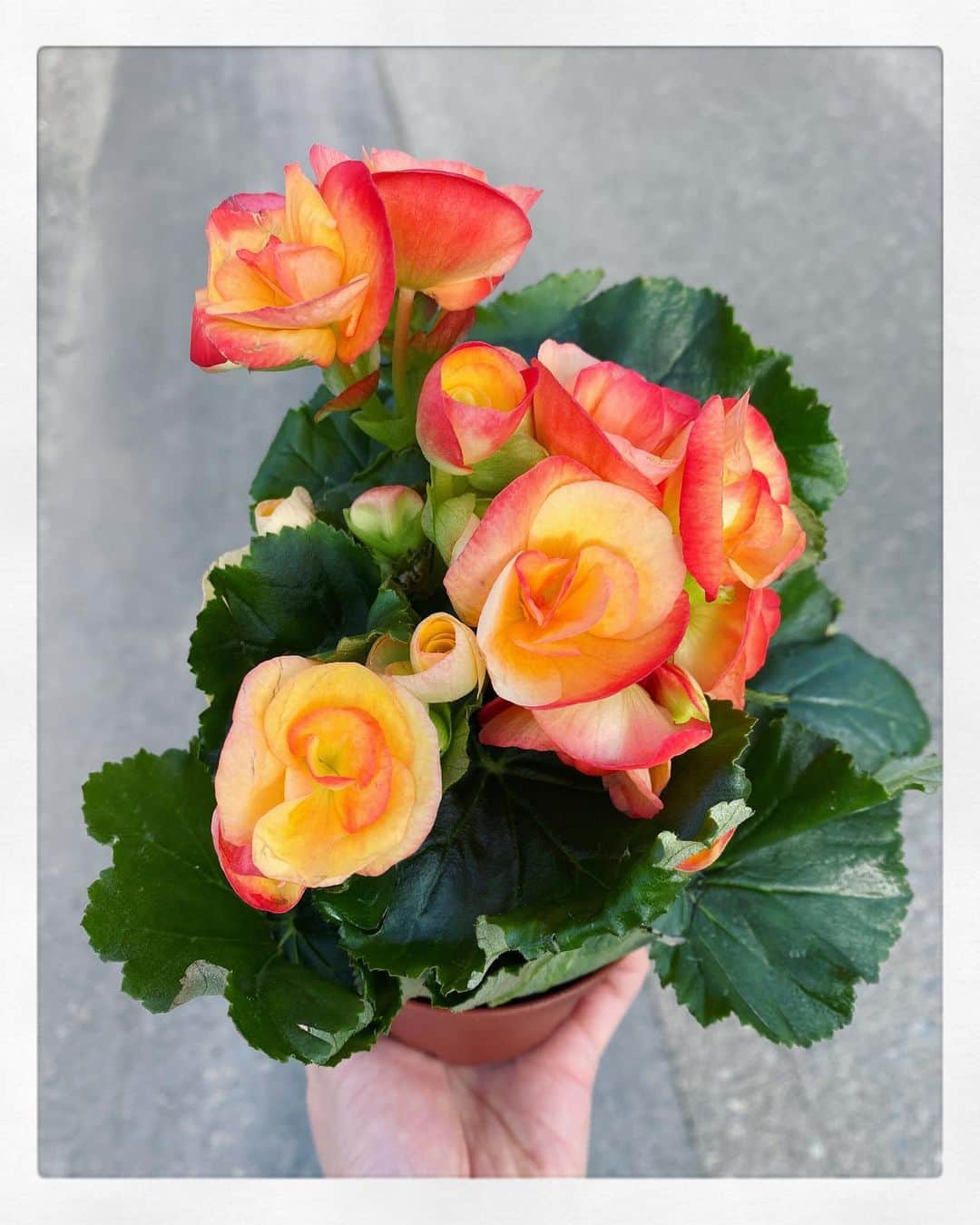 小川麻琴さんのインスタグラム写真 - (小川麻琴Instagram)「お花屋さんで可愛いお花を見つけました💐  ビタミンカラーって元気になるから好きです😌  🐶🌈✨」12月11日 14時07分 - 1029_makoto
