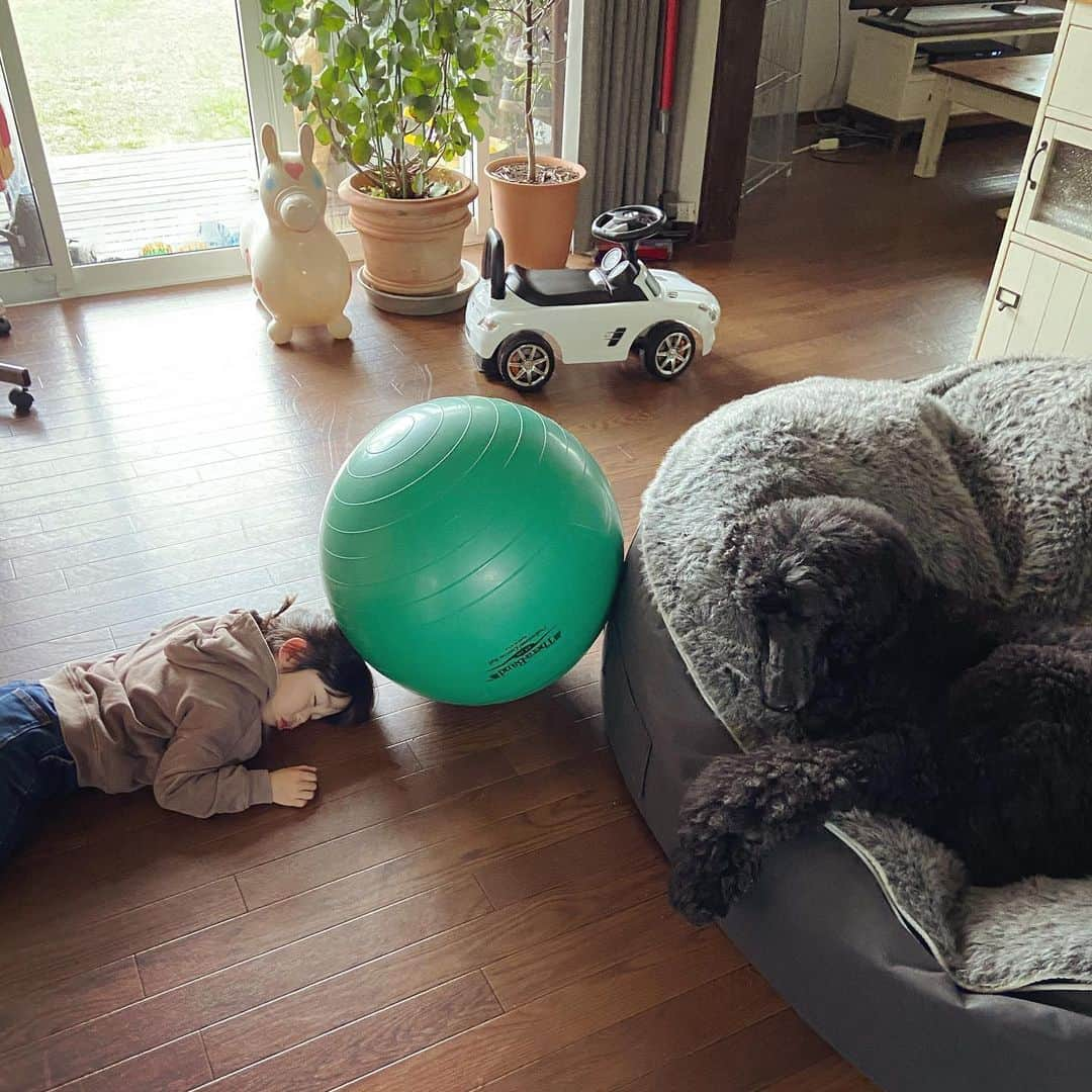 たまねぎさんのインスタグラム写真 - (たまねぎInstagram)「. . 幼稚園から帰って来たまめちゃんのカバンや服を片付け、お弁当箱を洗ってリビングに戻ったら.....。  (*´꒳`*) . . #standardpoodle #dog #lovedogs #スタンダードプードル #大型犬と子供 #poodle #dogstagram #いぬのいる生活 #子どもと犬  #kidsanddog #ママリ #キズナ #コドモノ #いこーよ #いぬのきもち #犬と暮らす #いぬなしでは生きていけません #寝落ち」12月11日 14時20分 - tamanegi.qoo.riku