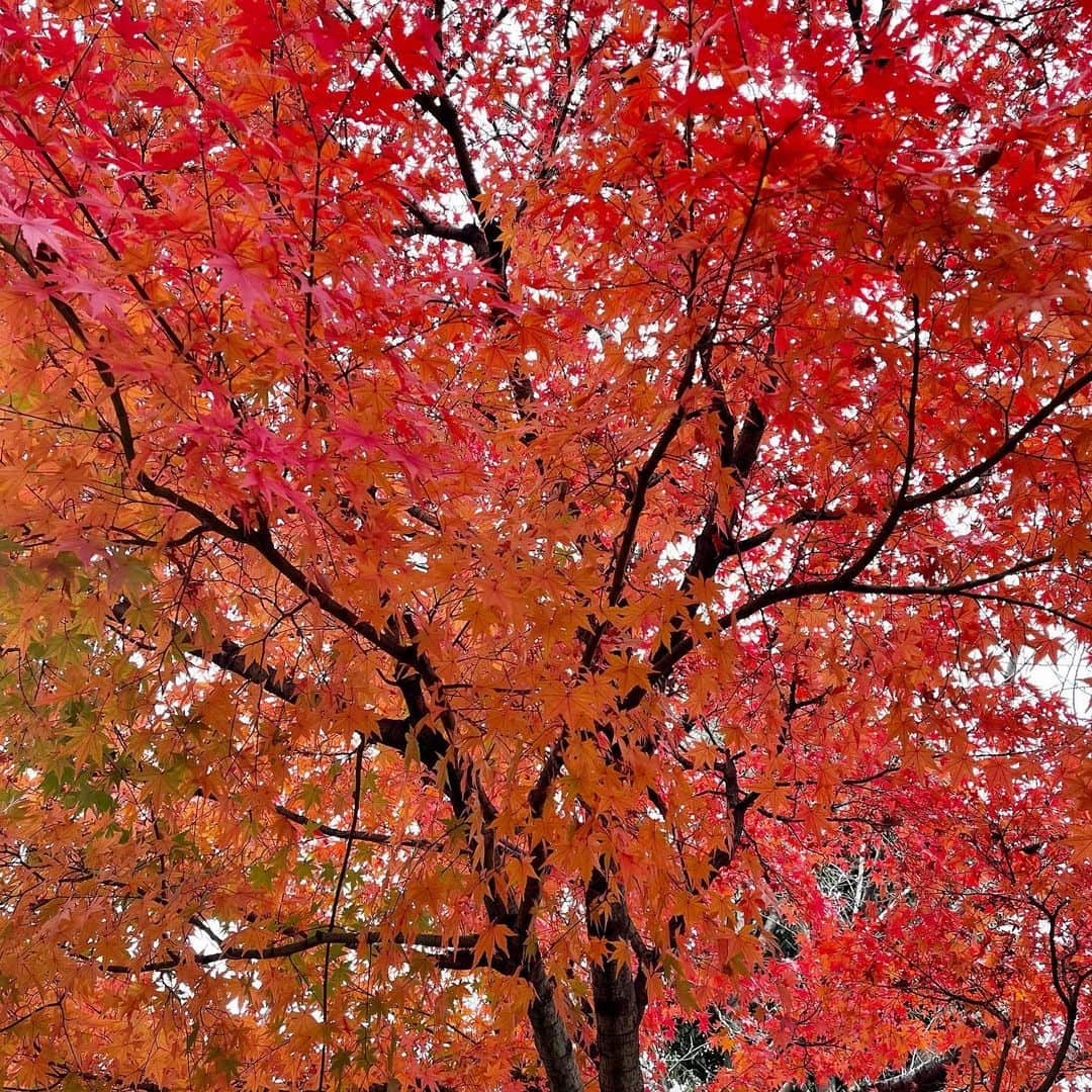 伊集院光のインスタグラム：「都内中心部の紅葉はイチョウの黄色が多いのに、良いモミジがあってタクシー降りちゃった。あるく。」
