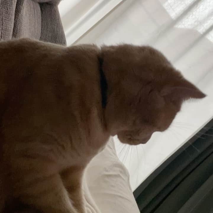 赤西涼のインスタグラム：「ふみふみふみふみ🐱」