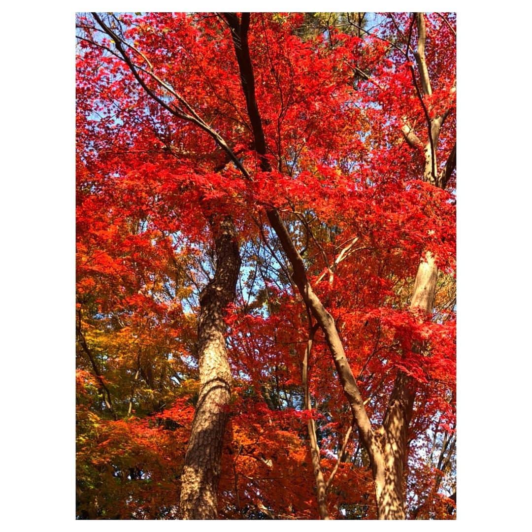 理絵さんのインスタグラム写真 - (理絵Instagram)「🍁🍁🍁🍁🍁🍁🍁  #紅葉 #紅葉狩り #tokyo #japan」12月11日 15時08分 - ____rie____