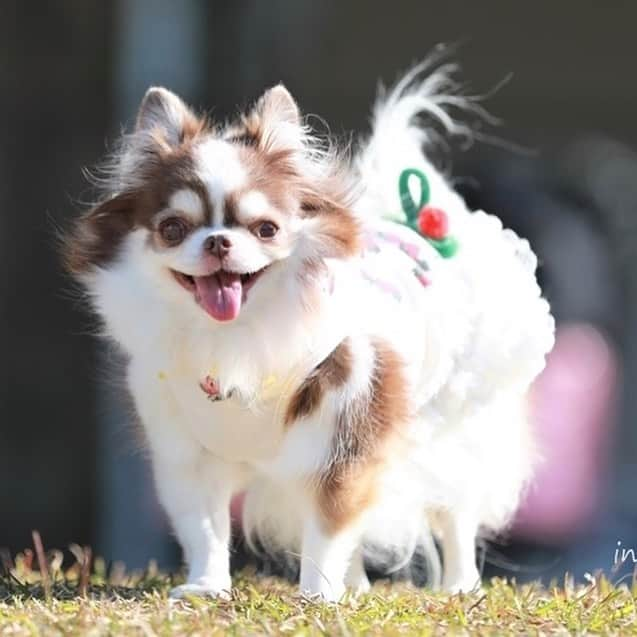 犬小屋??さんのインスタグラム写真 - (犬小屋??Instagram)「おちゃらけで可愛いこびん😍 仕草見てるだけで笑える 最高の癒しチワワです♪  #chihuahua  #犬小屋 #chihuahuastagram  #my_eos_photo  #canon  #こびすたぐらむ  #canon_photos  #チワワ #チワワのいる暮らし  #ちわわ大好き  #ちわすたぐらむ  #チワワ画像  #スタペグラム  #ファインダー越しの私の世界  #アンジェリーカ」12月11日 15時29分 - tiwa1109