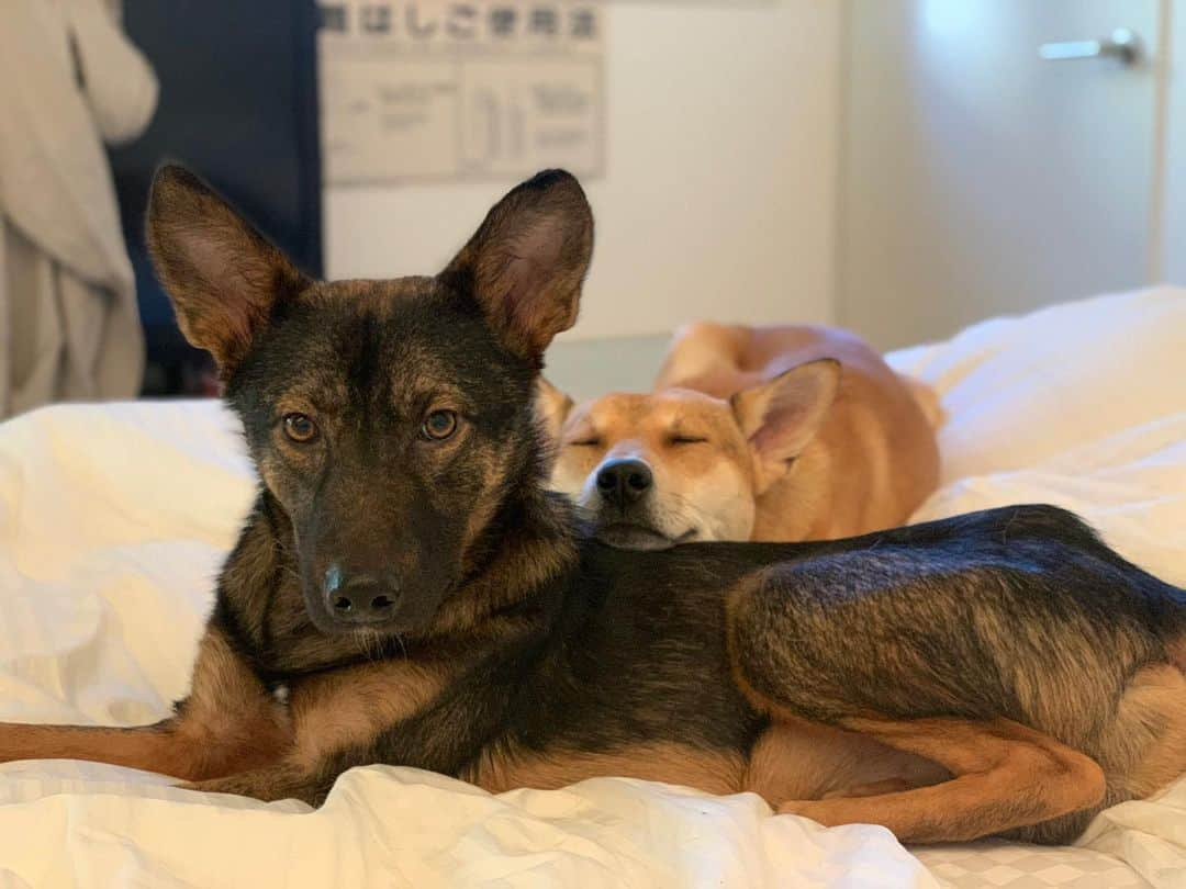 大日方久美子さんのインスタグラム写真 - (大日方久美子Instagram)「・ 野犬として生まれてきたシエルとKINGはまだ人馴れしたとは言い難いけど、こんな近距離で穏やかに居てくれるようになりました。  顔つきも変わってきてるでしょ❤️ KINGなんて寝てるし😂  手がかかるとか大変なのは、皆んな同じ。保護犬だから野犬だからと区別はしない。皆んな同じ✨  人馴れしてないだけで大変とかじゃないの。  ただ人馴れしてないだけなの。  シエルに至っては、猫みたいな性格なんじゃないかと感じてきました。  甘えたい時だけ甘えてきて、基本一人で静かに寝ていたい。  犬だから私たちと一緒にいつもいたいはず。と決めつけていたような気がします。  猫みたいなんだ！と思えばシエルの行動に納得しちゃうよね😂  シエルはほっといてくれる穏やかなご夫婦がいいのかなぁ。自宅を留守にする人でもいいのかもしれない。  フカフカのベッドが大好きだから、ベッドOKの人がいいね！あとはお散歩に夜連れて行ってくれてご飯をもらえて、シエルが甘えたい時に甘えさせてくれることができればシエルは幸せそう❤️  少しずつだけど、甘えてくる時間も長くなりました！  シエルにはシエルの性格があるから、それを理解できるように頑張ります✨  毎日、野犬たちの殺処分の投稿を目にします。今の私には一時預かりもしてあげられないのですが、こうして野犬たちが穏やかになっていく様子はシェアできるので、リポストなどで拡散していただけたら、一時預かりだけでもトライしてみよう！と思ってくれる人がいるかもしれません。  あんなに怖がっていたシエルとKINGがこんな姿を見せてくれることは私にとって幸せでしかなく、色々噛まれてぼろぼろにされても、まっ、いっか！😂と流すことができます。  この子たちが見せてくれる姿より尊いものはないね🤟🏻  いつも私を幸せな気持ちにしてくれてありがとう❤️ ・ ・ #シエルとメールの成長記録  #山口県からきたking  #保護犬を家族に  #元野犬 #ペットショップに行く前に」12月11日 15時31分 - kumi511976