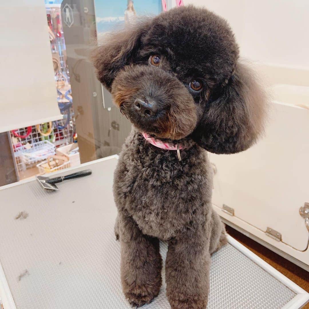 のインスタグラム：「＊ ウル1歳のお誕生日🎂💕  うちに来てくれてありがとう！ 沢山の癒しをありがとう！ 短い人生、沢山愛すよ！  長生きしてね🥺」