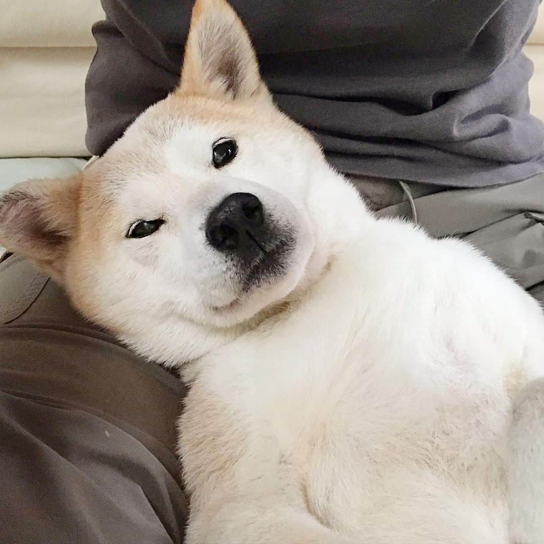 柴犬リリコのインスタグラム：「selfie🐶🤳🏻✨ #お母さんの膝枕 #極楽 #至福 #モフモフ期到来」