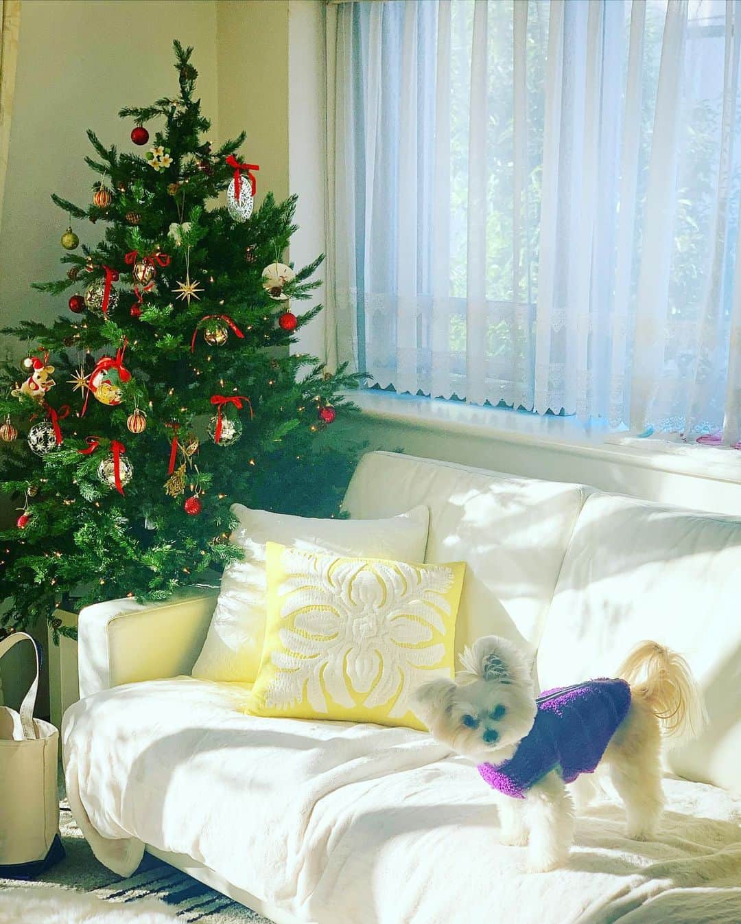 チャン・リーメイさんのインスタグラム写真 - (チャン・リーメイInstagram)「ボクのうちにも、 ✴︎ クリスマスツリーが飾られました。 ✴︎ ボクは毎日クリスマスツリーの下で ✴︎ お昼ねんね☺️🎄 ✴︎ ボクにもサンタさん来るかなぁ〜。 ✴︎ みなさんも温かなChristmas seasonをお過ごしくださいネ…🤶 ✴︎ #christmas  #christmastree  #christmasdecor  #クリスマスツリーの下 #dogsnaps  #眠い犬 #犬のいる生活 #ポメラニアンミックス」12月11日 16時45分 - limeichiang