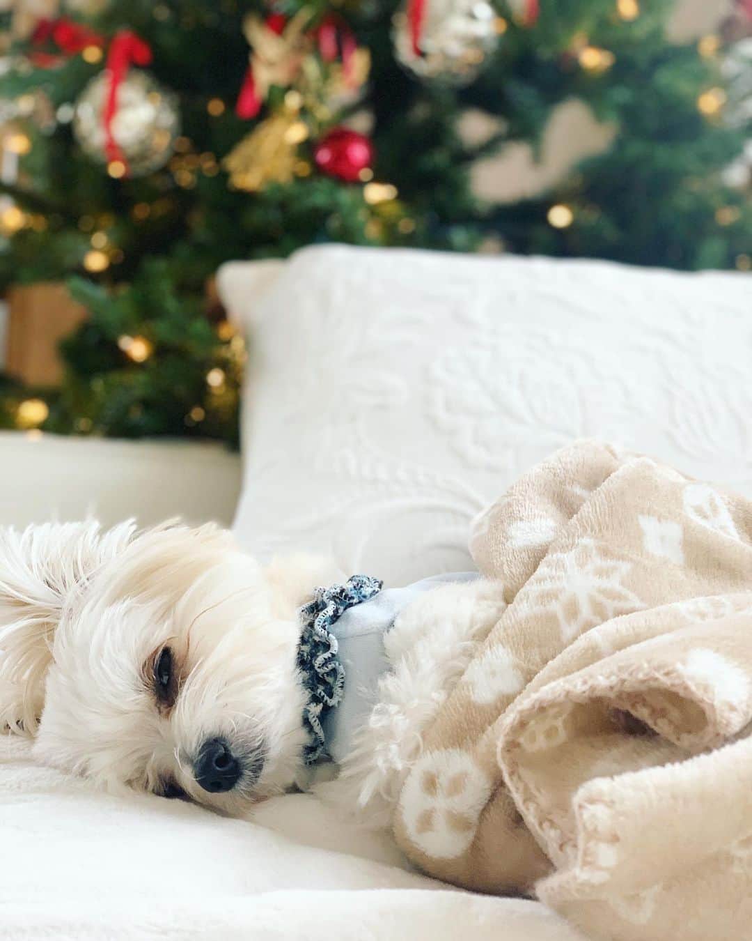 チャン・リーメイさんのインスタグラム写真 - (チャン・リーメイInstagram)「ボクのうちにも、 ✴︎ クリスマスツリーが飾られました。 ✴︎ ボクは毎日クリスマスツリーの下で ✴︎ お昼ねんね☺️🎄 ✴︎ ボクにもサンタさん来るかなぁ〜。 ✴︎ みなさんも温かなChristmas seasonをお過ごしくださいネ…🤶 ✴︎ #christmas  #christmastree  #christmasdecor  #クリスマスツリーの下 #dogsnaps  #眠い犬 #犬のいる生活 #ポメラニアンミックス」12月11日 16時45分 - limeichiang
