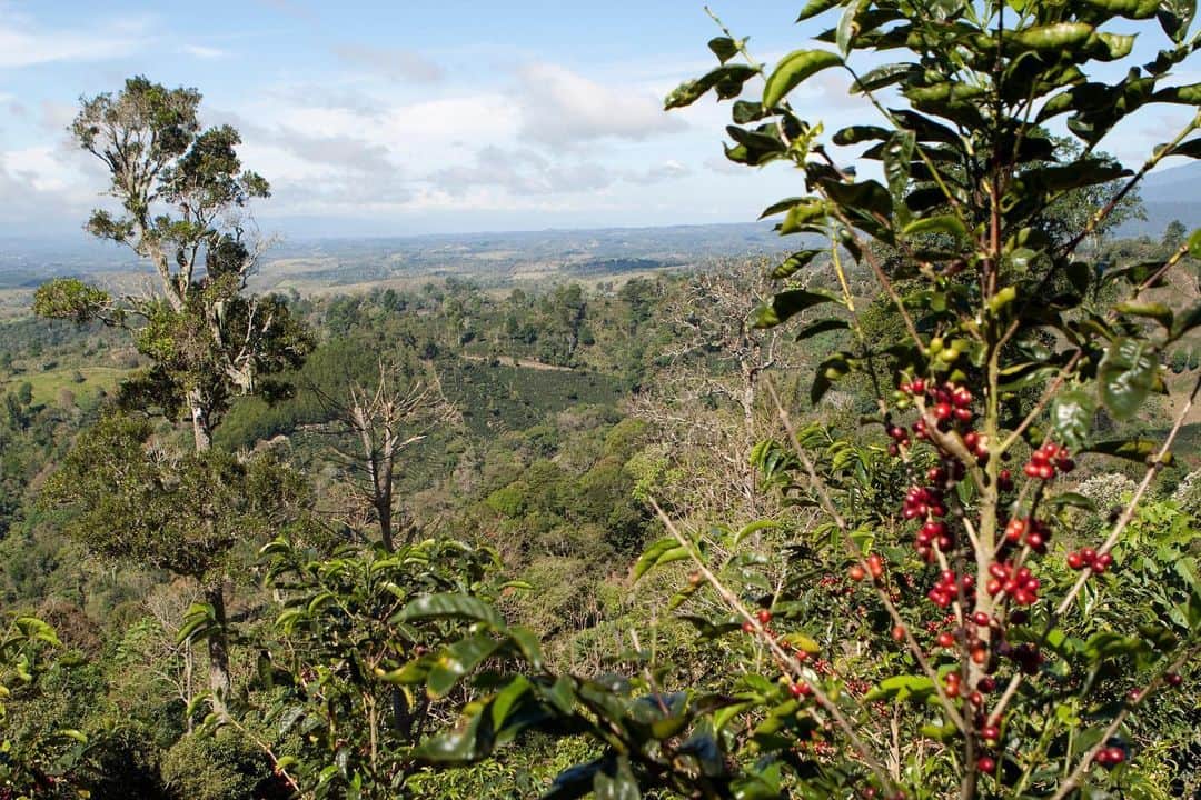 のインスタグラム：「＜PANAMA FINCA SANTA TERESA ZORRO GESHA NATURAL＞⁠⠀ パナマの活火山付近で栽培されるゲシャ種は、華やかな香りや万華鏡を思わせる鮮やかなフレーバーを持った高品質な品種です。 また、育てるのが難しく収穫量が少ないためとても希少です。⁠⠀ ⁠⠀ 原産地であるエチオピアの地名を名前の由来に持つゲシャは、パナマ北部の雲霧林でそのポテンシャルを十分に開花しています。 ⁠⠀ ⁠⠀ 今回ご用意しているゲシャは、ジャスミンのような豊かな香りとパパイヤを思わせる風味と複雑な味わいをお楽しみいただけます。⁠⠀ ⁠⠀ 「パナマ・フィンカ・サンタテレサ・ソロ・ゲシャ ナチュラル」で、特別なコーヒー時間をお過ごしください。⁠⠀ ⁠⠀ ⁠⠀ 【 ドリップコーヒーでのご提供カフェ 】⁠⠀⁠⠀ ・清澄白河フラッグシップカフェ⁠⠀⁠⠀ ・青山カフェ⁠⠀⁠⠀ ・新宿カフェ⁠⠀⁠⠀ ・品川カフェ⁠⠀ ・銀座カフェ⁠⠀⁠⠀ ・広尾カフェ⁠⠀ ・NEWoMan YOKOHAMA カフェスタンド⁠⠀⁠⠀ ・みなとみらいカフェ⁠⠀⁠⠀ ・京都カフェ⁠⠀ ・京都六角カフェ ＊12/14(月) 〜⁠⠀ 　　　　　　　　　　　　　　　　　　　　　⁠⠀⁠⠀ 【 コーヒー豆 販売カフェ 】⁠⠀⁠⠀ ・清澄白河フラッグシップカフェ⁠⠀⁠⠀ ・青山カフェ⁠⠀⁠⠀ ・新宿カフェ⁠⠀⁠⠀ ・中目黒カフェ⁠⠀⁠⠀ ・品川カフェ⁠⠀⠀⁠⠀ ・銀座カフェ⁠⠀⁠⠀ ・広尾カフェ⁠⠀⁠⠀ ・NEWoMan YOKOHAMA カフェスタンド⁠⠀⁠⠀ ・みなとみらいカフェ⁠⠀⁠⠀ ・京都カフェ⁠⠀ ・京都六角カフェ ＊12/14(月) 〜⁠⠀ ・京都木屋町カフェ ＊12/14(月) 〜⁠⠀ ⁠⠀⁠⠀ ＊ブルーボトルコーヒー 公式オンラインストアでもご用意しています。⁠⠀ ＊無くなり次第終了となります。⁠⠀ ⁠⠀ ⁠⠀ #ブルーボトルコーヒー⁠⠀ #ブルーボトルオンラインストア⁠⠀ #BlueBottleCoffee⁠⠀ #BlueBottleOnlineStore」