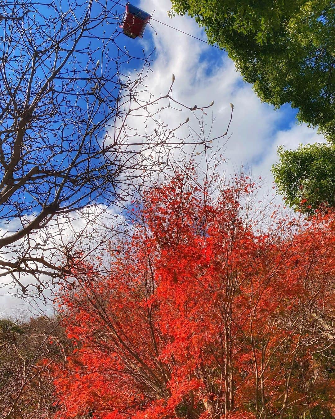 hama_aki_pppさんのインスタグラム写真 - (hama_aki_pppInstagram)「兵庫県神戸市#布引ハーブ園 (スライドして下さい)  Hyogo Japan (Swipe)  　 2020.11.29    #ハーブ園  #美しい日本　 #土曜日の小旅行  #anaタビキブン  #日本の絶景  #日本庭園  #タビジェニ  #神戸布引ハーブ園  #tv_flowers  #total_asia  #amazing_shotz  #top_favorite_shots  #allthingsofbeauty_  #traveljapan  #inspring_shot  #beautiful_kansai  #ippawards #nature_brilliance_flowers  #earthofficial  #japanesegarden  #deaf_bestshot_japan  #loves_united_japan  #ap_japan_  #deaf_b_j_  #otonatabi_japan」12月11日 17時15分 - hama_aki_ppp