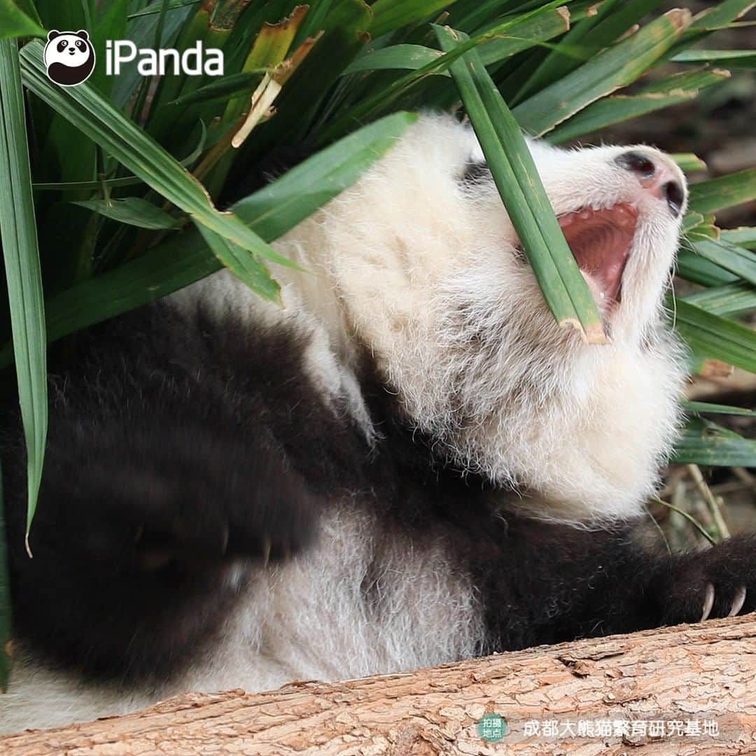 iPandaさんのインスタグラム写真 - (iPandaInstagram)「Try it again if you fail! He Hua is teaching you not to give up on something you really want!  🐼 🐼 🐼 #Panda #iPanda #Cute #PandaPic #HowGiantPandasGrowUp」12月11日 17時30分 - ipandachannel