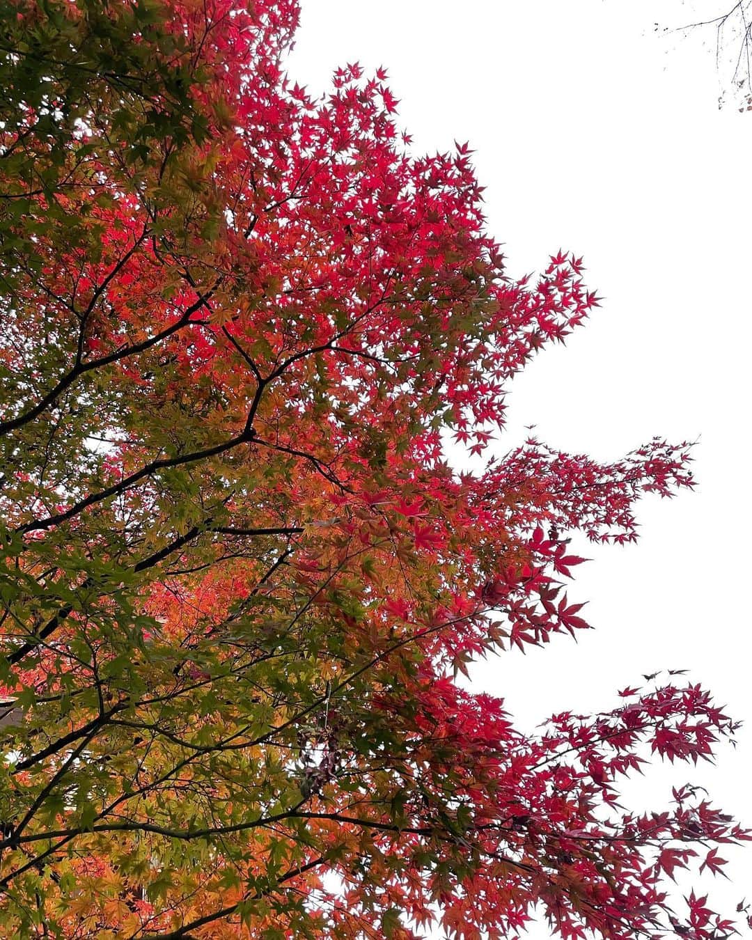 のインスタグラム：「・ iPhone12proのカメラ綺麗だな〜📷 そっち？笑 ・ #iPhone12pro #紅葉 #🍁 #今年遅くない？ #手ぶら課長の日常」