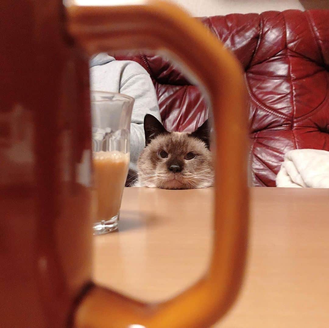 イチミ＆ポンズさんのインスタグラム写真 - (イチミ＆ポンズInstagram)「すりすり「コーヒー牛乳は好きですか」」12月11日 17時57分 - shimejiwasabi