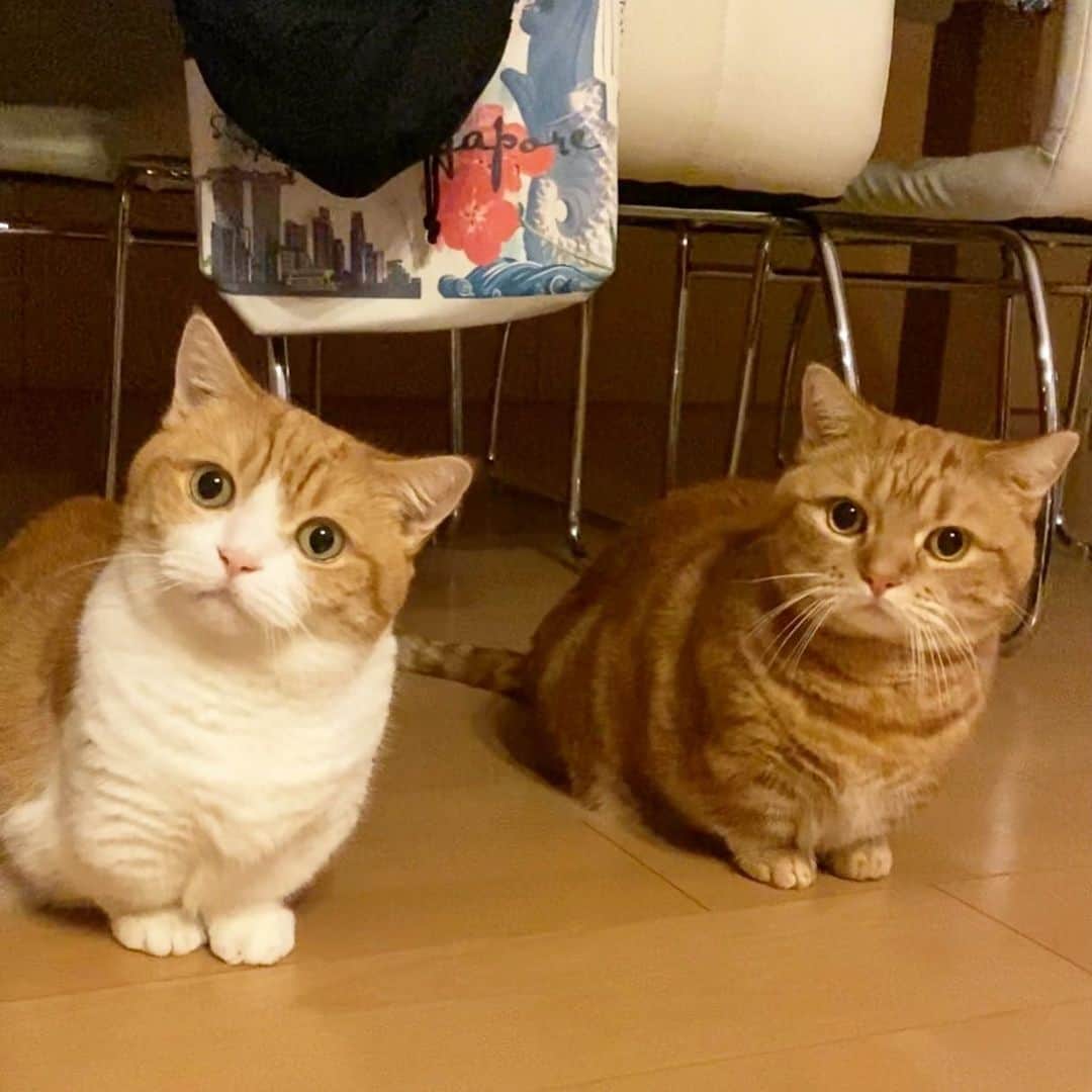茶太郎 & きなこのインスタグラム：「短足兄妹と🐾遊ぼうにゃん( ⸝⸝•ᴗ•⸝⸝ )💕 Let’s hang out😽💕 #大きなお顔で一緒に傾いちゃったにゃ #抱っこして欲しいにゃ #短いお手手揃えてるにゃ #マンチカン#猫#munchkin #cat#catstagram #amazing#ねこ#茶トラ#短足#catsofinstagram#excellent_cats#9gag#cats_of_world_#instacat_meows#bestcats_oftheworld#catsofig#instacat#cats_of_instagram」