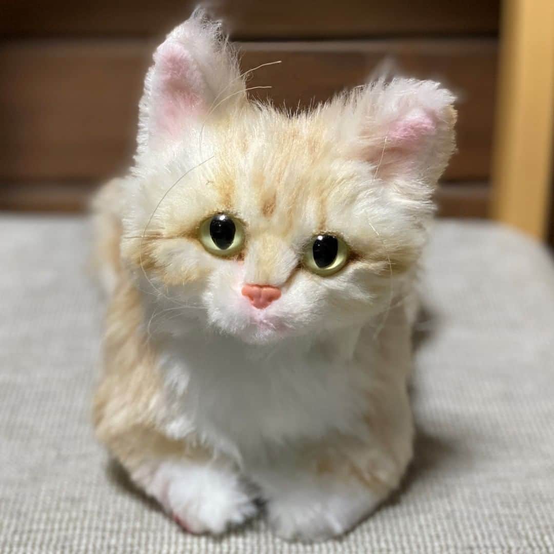 PECO Hugのインスタグラム：「本日は #マンチカン のツナちゃんぬいぐるみをご紹介😺✨ #子猫 のツナちゃんとってもかわいいですね🌟. . .  🎁キャンペーン実施中！🎁 "うちの子"の成長に合わせたお得なクーポンを 3ヶ月連続プレゼントするキャンペーンを開催しております。  🐶キャンペーン概要😸 以下の期間中、愛犬・愛猫の成長時期に合わせてご利用いただけるクーポンコードをプレゼントいたします。  👶第一弾👶 第1弾は貴重な子供時代をHugしちゃおう！！ということで、 【子犬・子猫のぬいぐるみクーポン】をプレゼント♪  🔖クーポン配布・利用期間 🔖 2020年12月1日（火）11:00～2020年12月31日（木）23:59まで  📧クーポンコード📧 PECOHug-jr  ※体重が2kg以下のワンちゃんネコちゃんは作成ができません。実際に2kg以下のワンちゃんネコちゃんをご希望の場合は、最低体重である2kgとして登録させていただくことをご了承くださいませ。  👇今後予定しているプレゼント👇  👱‍♂️第二弾👱‍♂️ 【成犬・成猫のぬいぐるみクーポン】  🔖クーポン配布・利用期間 🔖 2021年1月1日（金）11:00～2021年1月31日（日）23:59まで  📧クーポンコード📧 ～Coming Soon!～  👵第三弾👵 【シニア犬・シニア猫のぬいぐるみクーポン】  🔖クーポン配布・利用期間 🔖 2021年2月1日（月）11:00～2021年2月28日（日）23:59まで  📧クーポンコード📧 ～Coming Soon!～  【クーポンコードのご利用方法】 ①商品をカートに入れ、レジに進みます。 ②ご注文内容確認画面で、お手元の各クーポンコードを入力します。 ③注文確定画面でクーポンが適用されたことをご確認の上、注文を確定するボタンをクリックします。  ❗注意事項❗ ※ぬいぐるみ商品のため、剥製のような形で全ての特徴を表現できるわけではございません。 ※ぬいぐるみのサイズは指定できません。ご登録いただく体重によってある程度のサイズが決まっておりますが、イメージよりも大きく作成される場合がございます。 （ぬいぐるみのサイズ平均：30cm～45cm） ※1注文で1種類のクーポンのみご利用いただけます。 ※何度でも使用することができます。 ※ご注文後のクーポンご利用はできません。  【オーダーメイドぬいぐるみPECO Hug】 @pecohug_official https://www.pecohug.co.jp/  #pecohug #ペコハグ #オーダーメイドぬいぐるみ #猫 #愛猫 #ペット #お座り #ぬいどり #ぬいぐるみ」