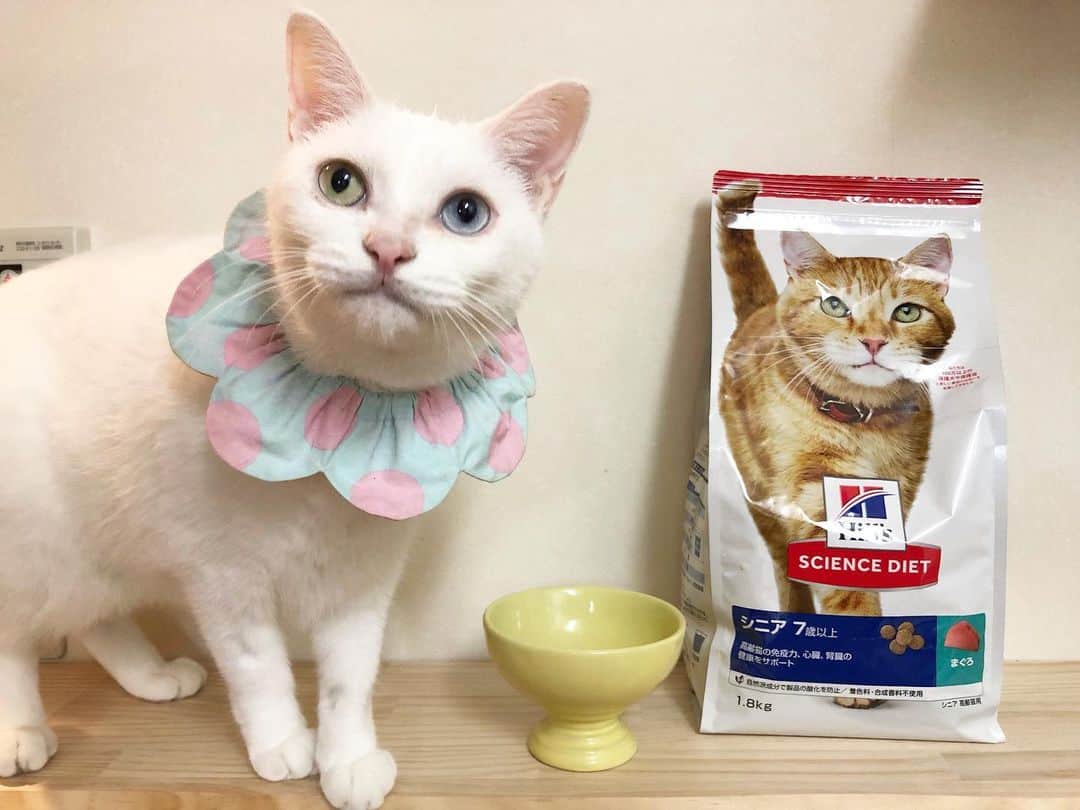 maimocotoさんのインスタグラム写真 - (maimocotoInstagram)「うちの子と保護猫ちゃんたちの主食のごはんはヒルズのサイエンス・ダイエット ( @hillspet_japan )です。  フードストッカーに入れていると、待ちきれなくてフライングしちゃう子がいるよ笑 この、元保護猫ちゃんがモデルをしているパッケージも可愛いよね❤️栄養バランスも良くて、美味しそうに食べてくれるから安心してあげられています🍚 ＊ ＊  今、楽天オフィシャルストアでサイエンス・ダイエットのご飯を購入すると、動物愛護団体に寄付してもらえるキャンペーンを行っているそうです。（2021年2月末まで） 自分の子が美味しく健康でいられながら、保護猫たちのサポートになるのは素敵だし嬉しくなります😊♪  詳しくは @hillspet_japan のプロフィールリンクからチェックしてみてね🐾 ＊ ＊  #ヒルズペット﻿ #保護猫﻿ #pr #コトとチコ」12月11日 18時23分 - maihimemoco
