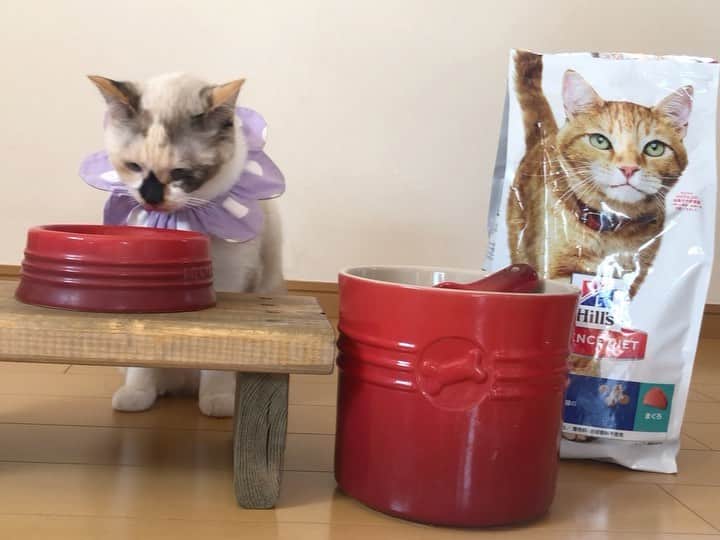 maimocotoのインスタグラム：「うちの子と保護猫ちゃんたちの主食のごはんはヒルズのサイエンス・ダイエット ( @hillspet_japan )です。  フードストッカーに入れていると、待ちきれなくてフライングしちゃう子がいるよ笑 この、元保護猫ちゃんがモデルをしているパッケージも可愛いよね❤️栄養バランスも良くて、美味しそうに食べてくれるから安心してあげられています🍚 ＊ ＊  今、楽天オフィシャルストアでサイエンス・ダイエットのご飯を購入すると、動物愛護団体に寄付してもらえるキャンペーンを行っているそうです。（2021年2月末まで） 自分の子が美味しく健康でいられながら、保護猫たちのサポートになるのは素敵だし嬉しくなります😊♪  詳しくは @hillspet_japan のプロフィールリンクからチェックしてみてね🐾 ＊ ＊  #ヒルズペット﻿ #保護猫﻿ #pr #コトとチコ」