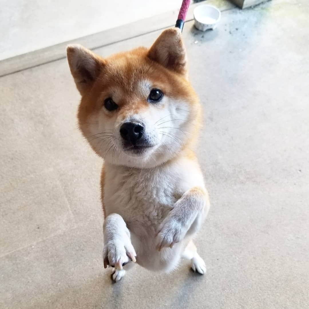 柴犬たま Shibainu Tamaのインスタグラム