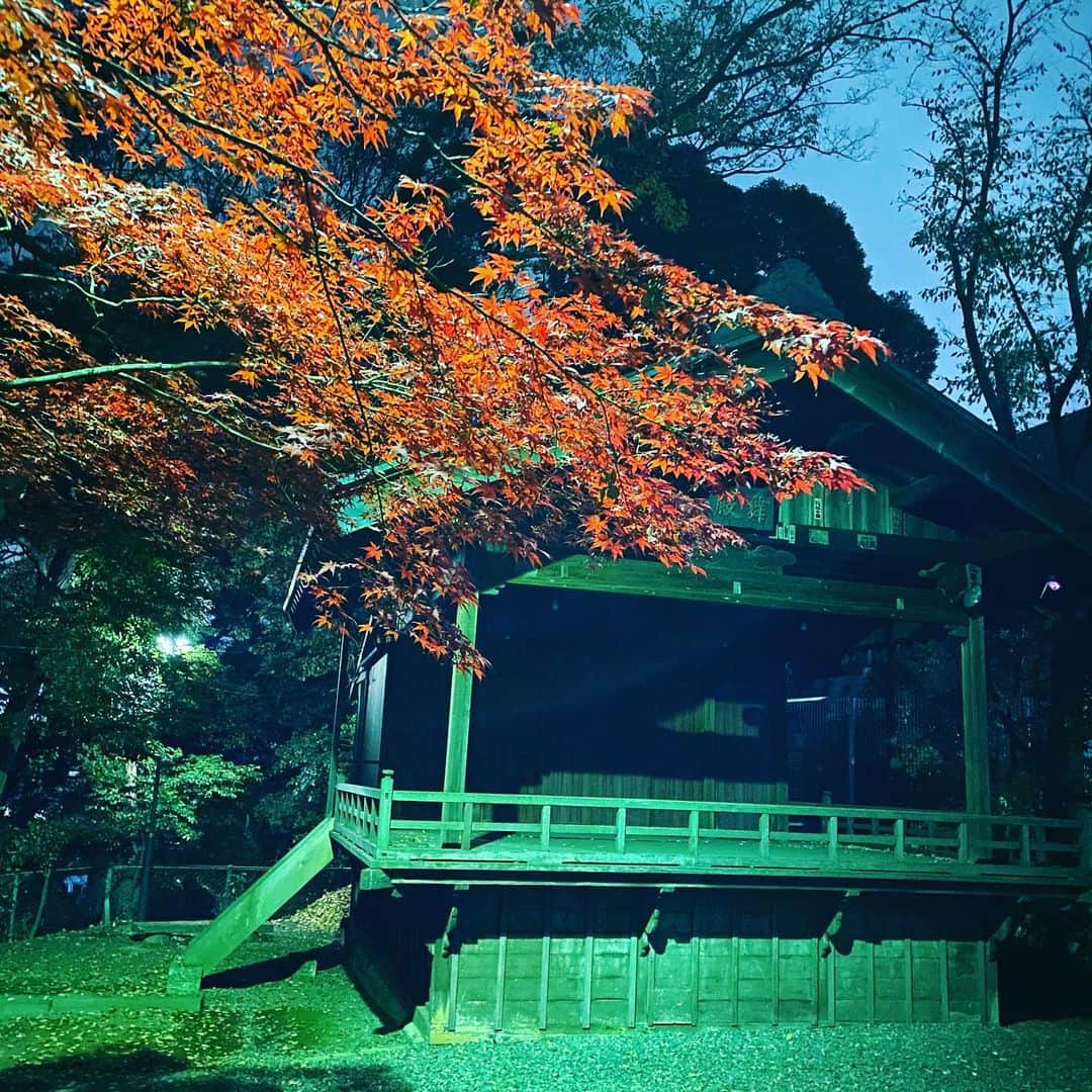 佐藤尚之のインスタグラム：「朝4時すぎに早朝ラン。 近所の小さな小さな神社に美しい秋があるのに気がつく。  今年は美しいイチョウは見られたけど、紅葉はまだだったなあ。でもこんなに身近にいらしたか。  小さな小さな神社なのに舞台まであって。 氏神様としてよく一人でお詣りしてる。  早朝すぎてまだ本殿の奥の扉がしまってるな。。 神さまを起こしてもなんなので、小さく柏手。  身近な人たちの健康と幸せを願い、友人の大変な仕事の成就を感謝する。  あ、それと、ラボ選考中なので、いいご縁もお願いします〜。  でも、神さま起きてないから意味ないかw また改めて来よう。」