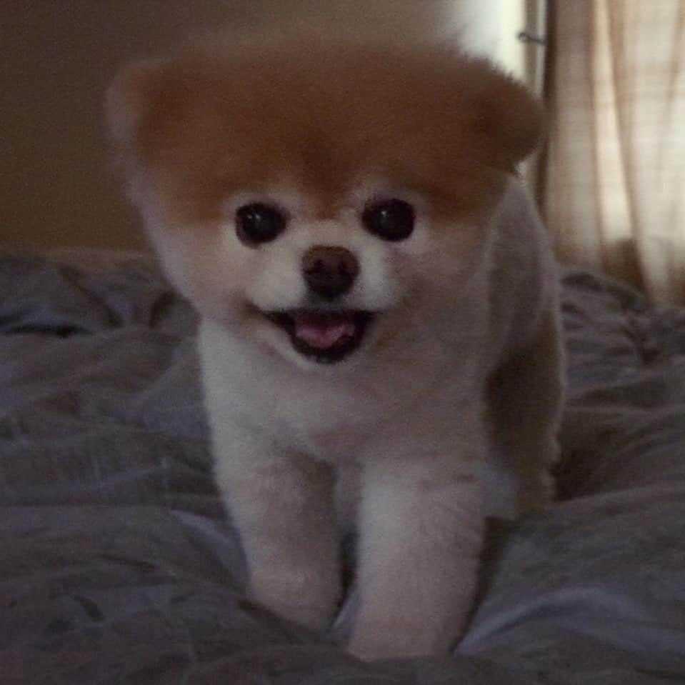 Buddy Boo Blueのインスタグラム：「6 years ago! Sometimes I still can’t believe that I used to wake up to this silly face everyday 🥰」