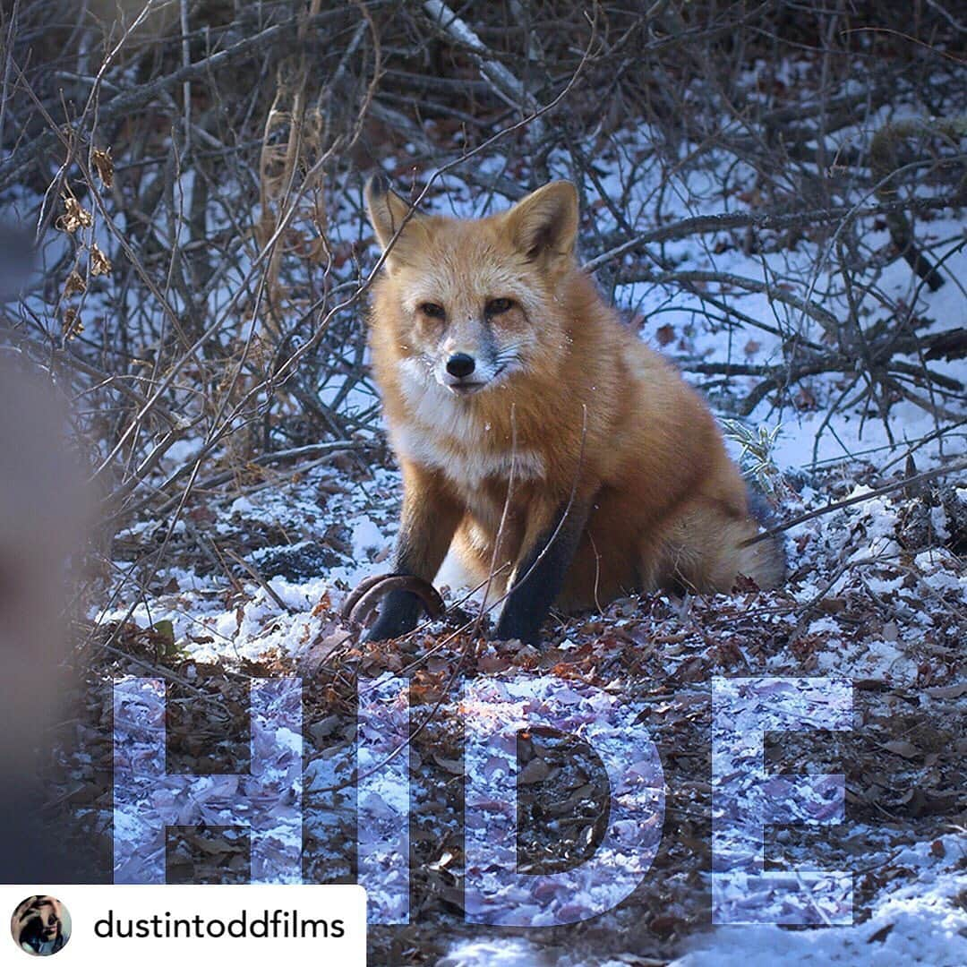 Rylaiさんのインスタグラム写真 - (RylaiInstagram)「Hide.....  . Viktor’s film debut is out... please follow the link and share... and stand with us against fur farming and trapping!! Be their voice!!!  . Link in bio.... . Posted @withregram • @dustintoddfilms HIDE is out now! LINK IN BIO!  #furfreealliance #furfree #banfur #antifur #animalrights #vegan #plantbased #redfox #lovefoxes #psa #shortfilm #filmmaking #directing #menasuvari #billieeilish #crueltyfree #jabcecc #animalwelfare #nonprofit #viktor #russiandomesticatedfox」12月12日 4時53分 - jabcecc