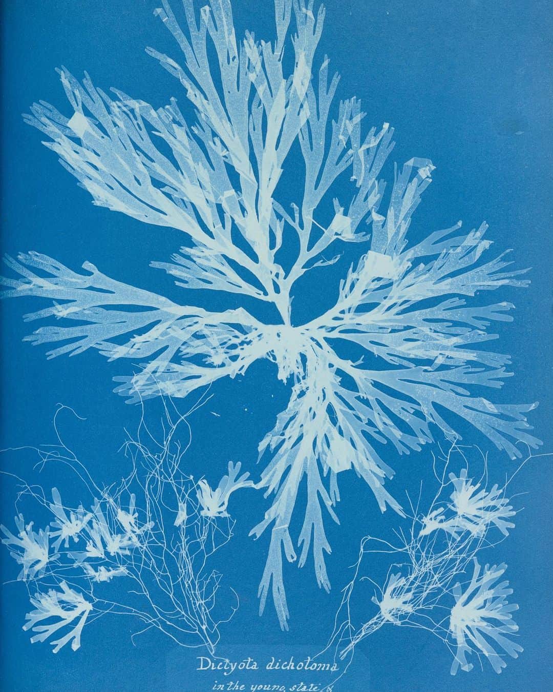 AnOther Magazineさんのインスタグラム写真 - (AnOther MagazineInstagram)「#FridayFlowers – alien cyanotype impressions of algae captured by Anna Atkins, 1853 💙⁠⠀ ⁠⠀ As featured in the @dulwichgallery’s new exhibition Unearthed, which explores the unique history of photography from early experiments in the 1840s to the present day, with over 100 stunning images of plants and botany from 41 international artists – from Kazumasa Ogawa to Robert Mapplethorpe. Head to @dulwichgallery to find out more 📲」12月12日 5時06分 - anothermagazine
