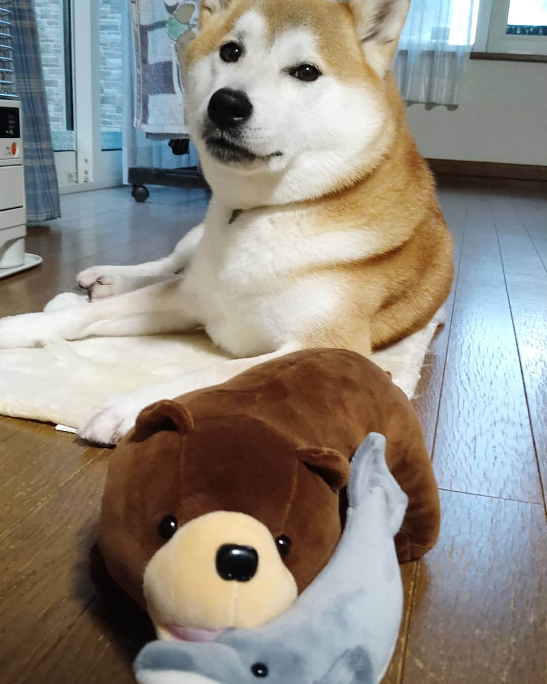 柴犬⭐️サスケのインスタグラム：「おはわん #柴犬#赤柴犬ら部#ふわもこ部 #わんだフォ #いぬのいる暮らし #いぬのいる生活 #柴北会 #pecoいぬ部 #shibagram #shibasnap #shibastagram #🐶#🐶📷 #北海道#木彫り熊#鮭喰い熊#木彫りじゃなくて良かった#次男への🎁#母が1番気に入ってる#レガリエ部 #熊#鮭#くま#🧸#🐻#ぬいぐるみ」